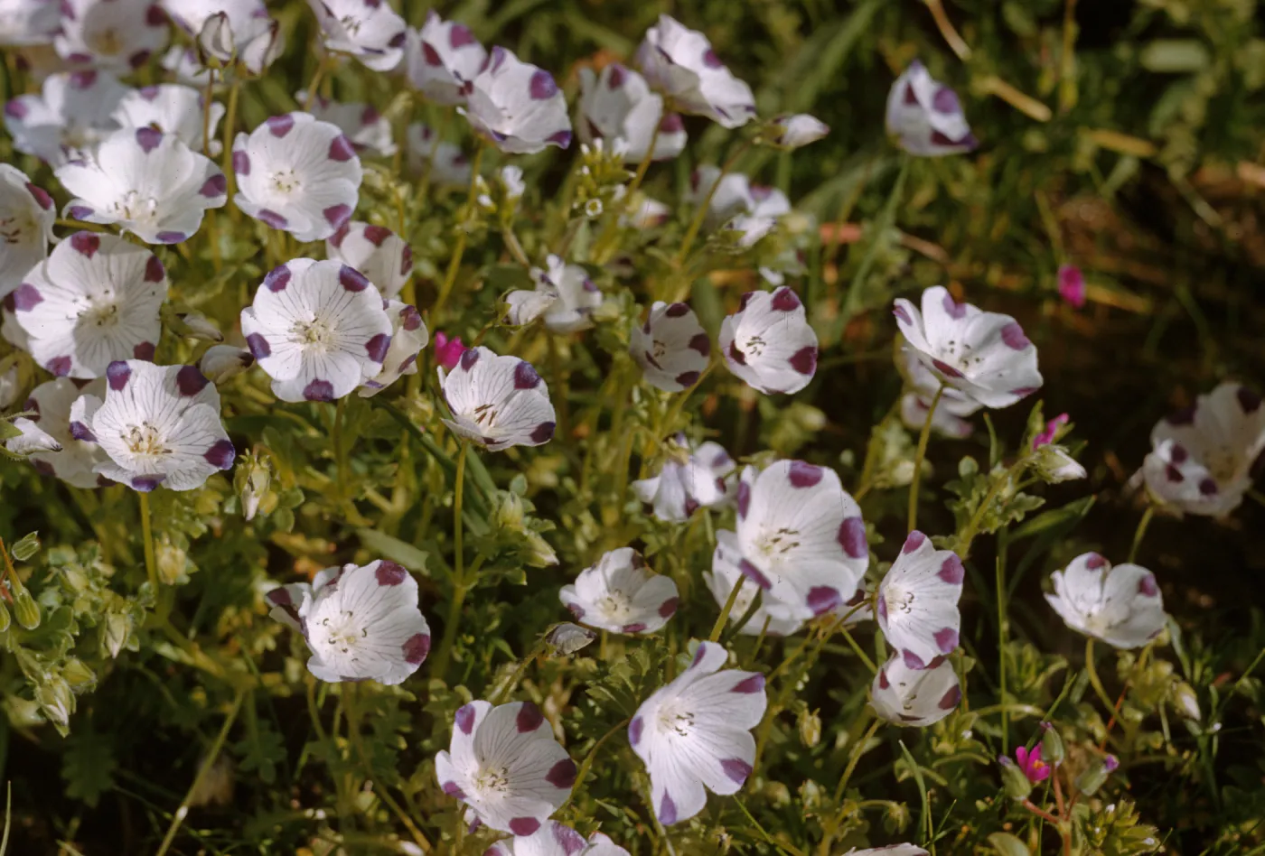 Nemophila maculata