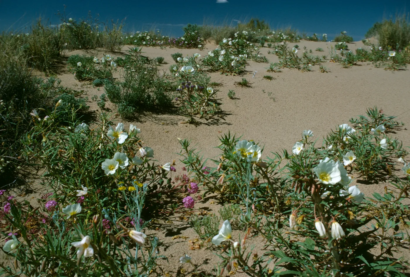 Oenethera deltoides & Verbena