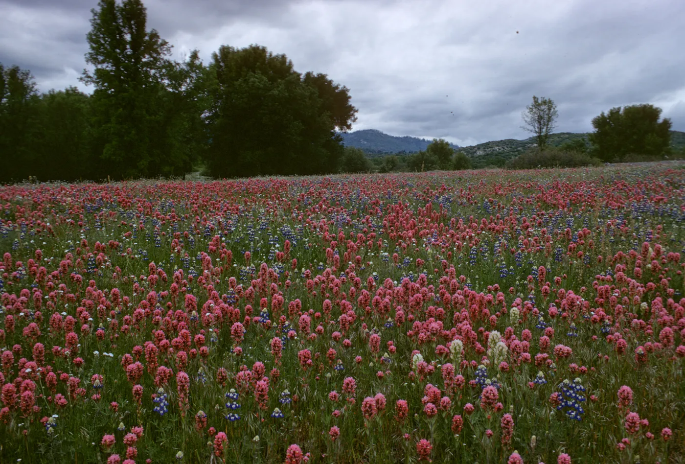 Orthocarpus purpurascens