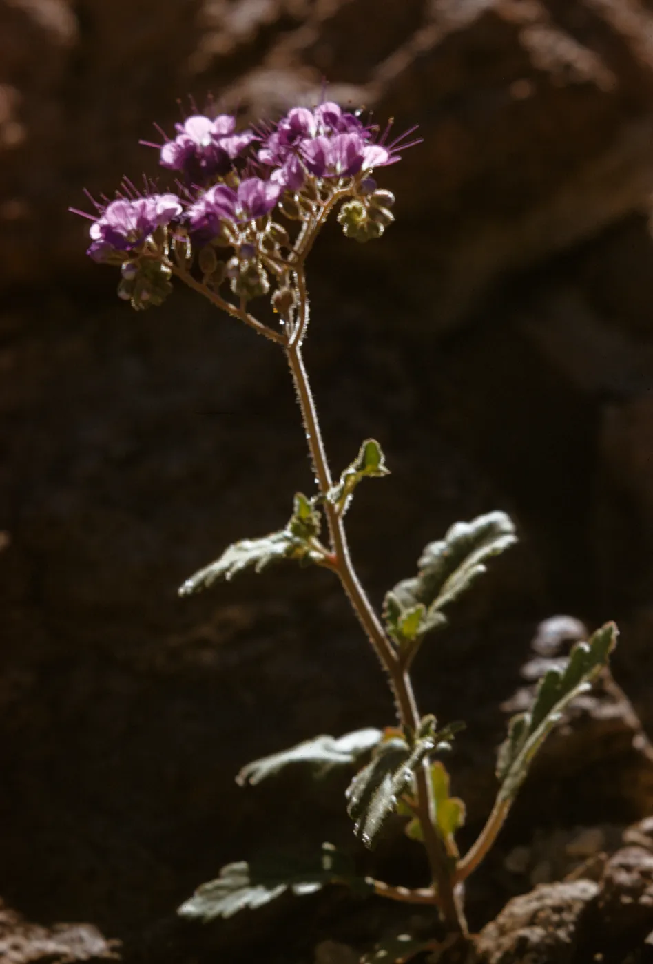 Phacelia crenulata