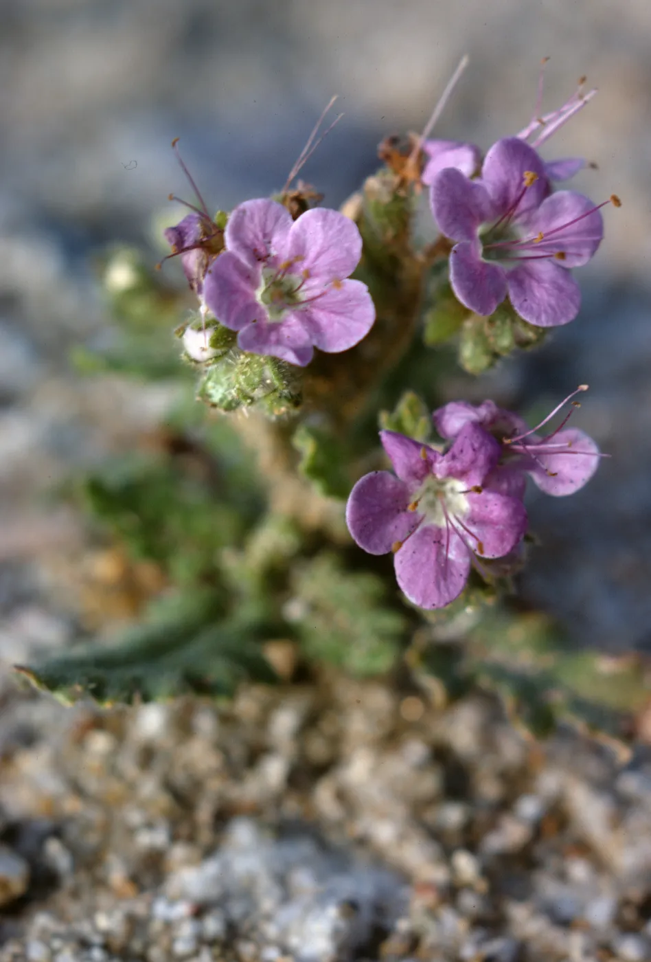 Phacelia crenulata