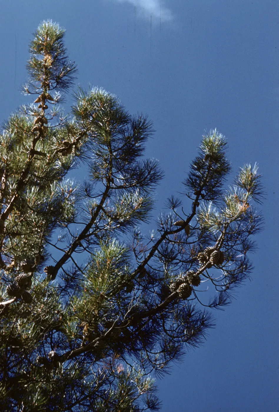 Pinus attenuata