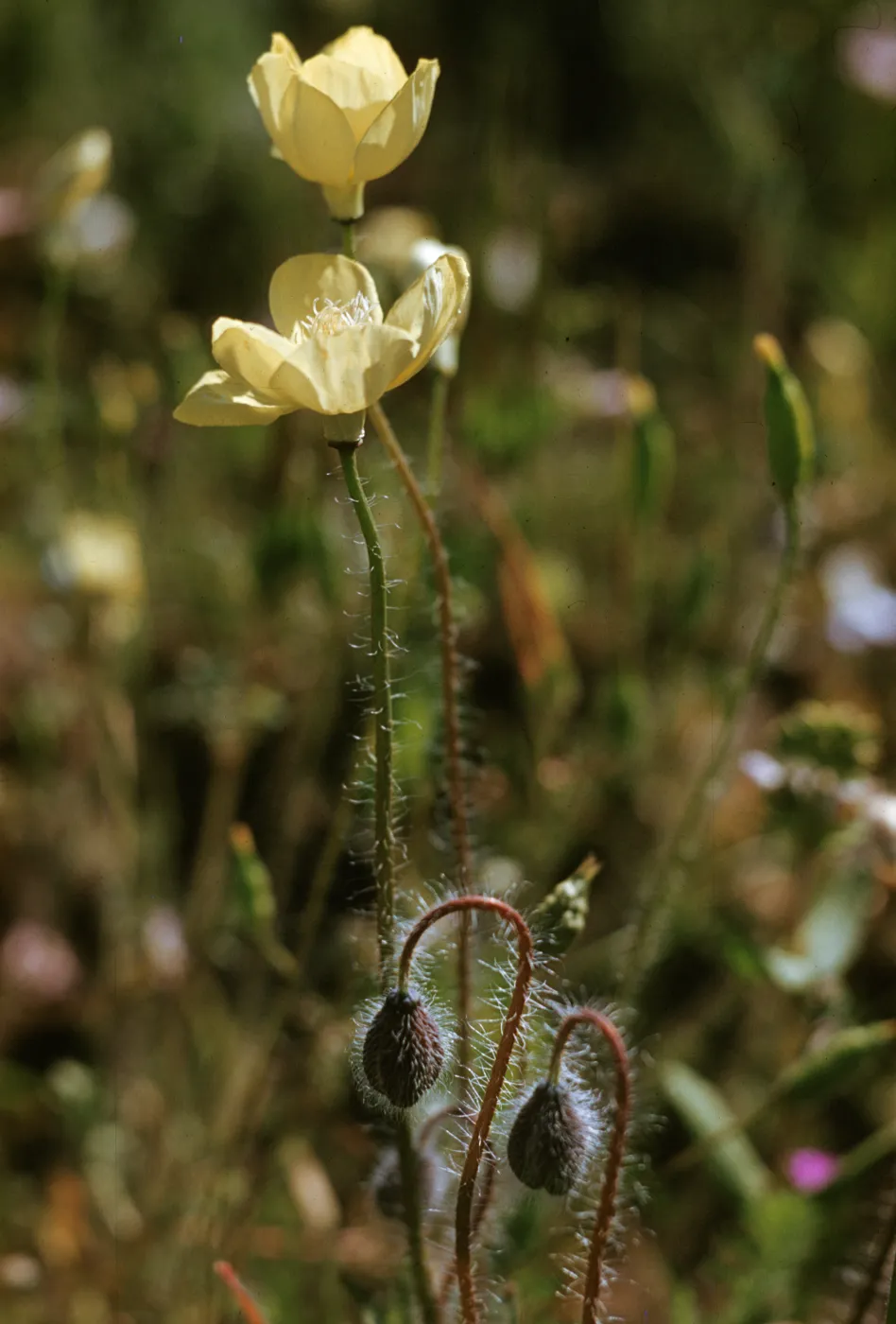 Platystemon californius