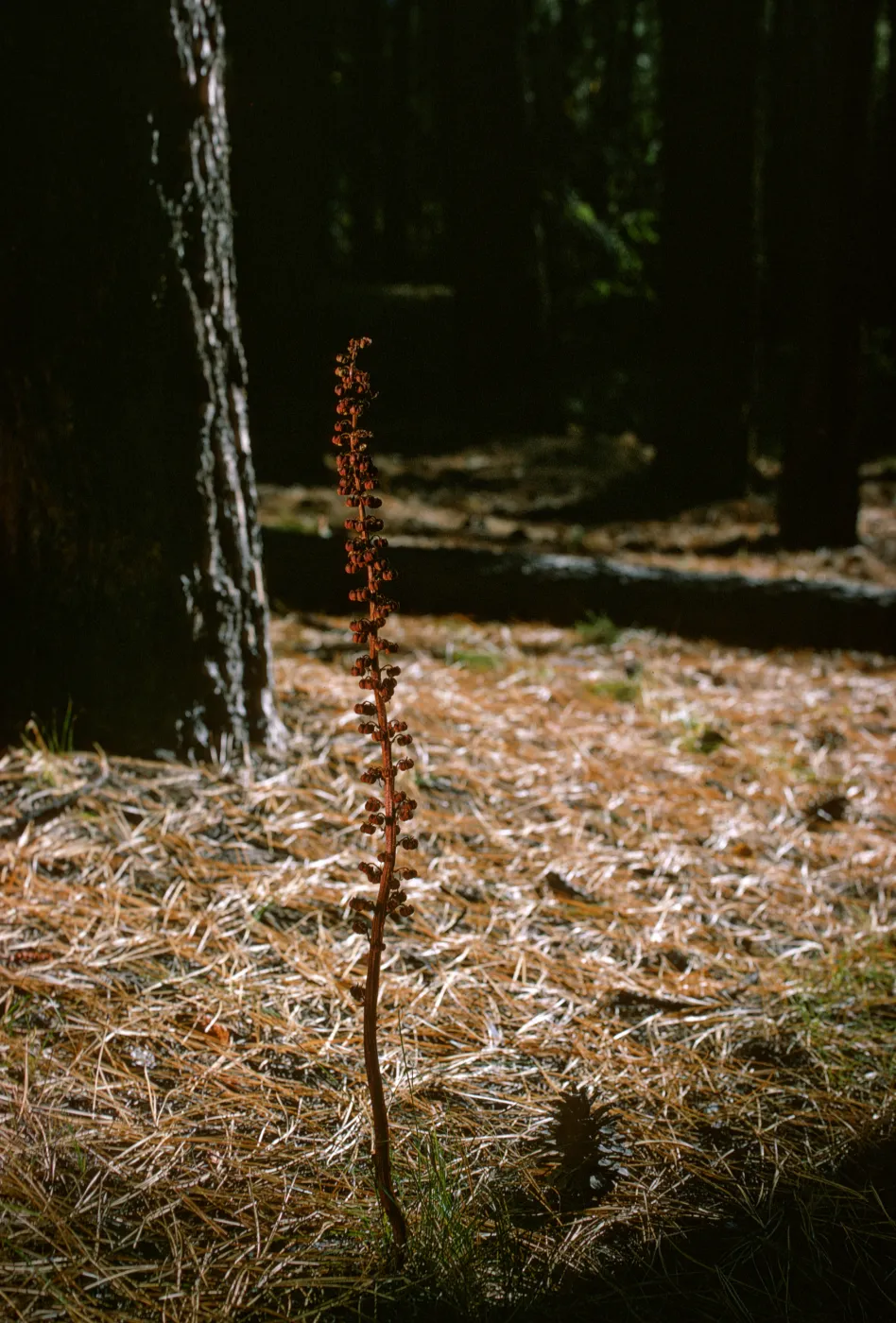 Pterospora andromedea