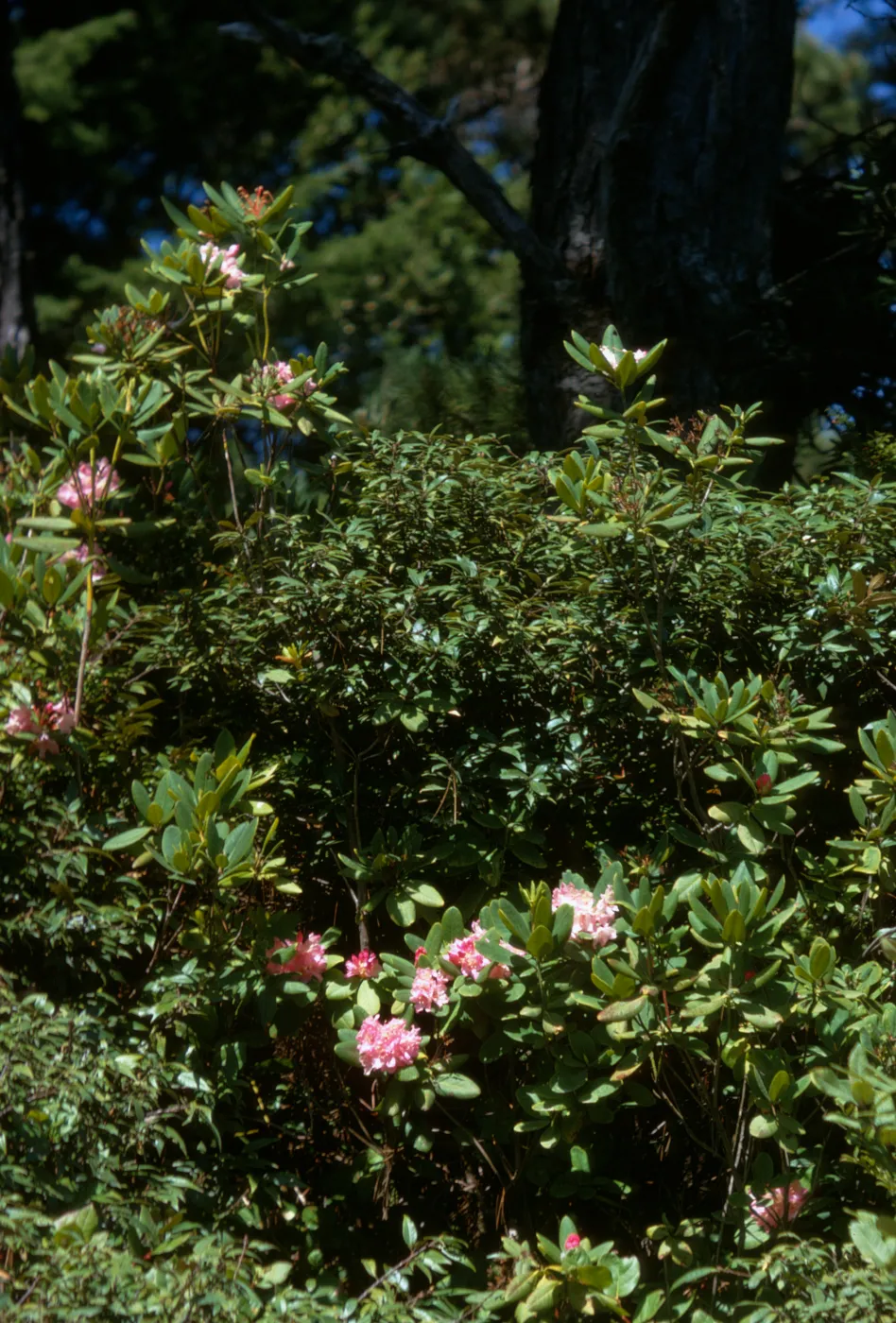 Rhododendron californicum