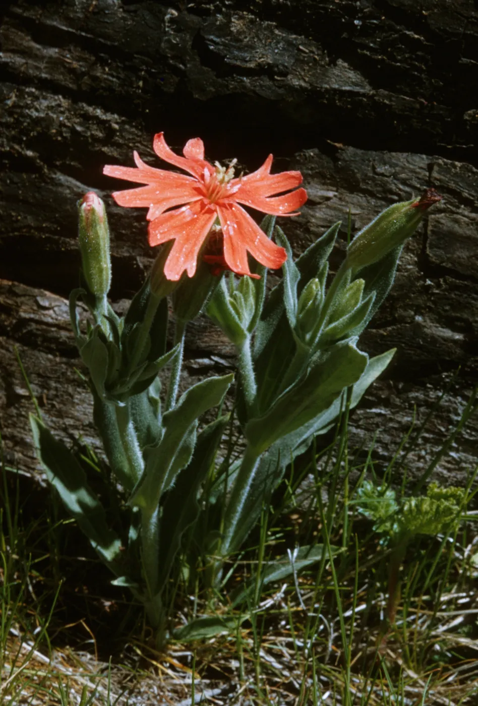 Silene californica