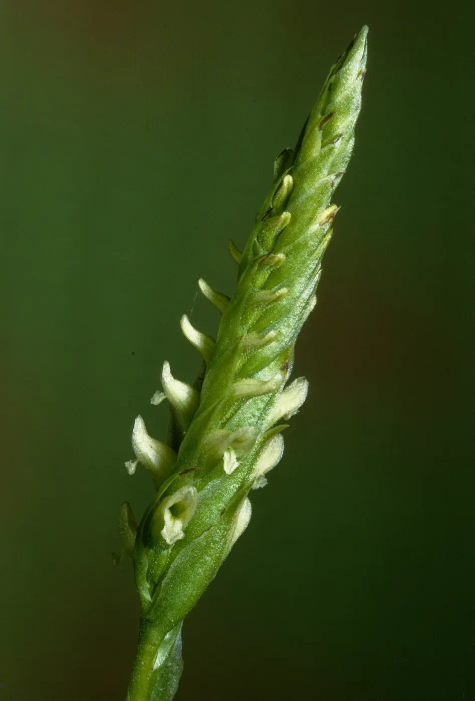 Spiranthes porrifolia