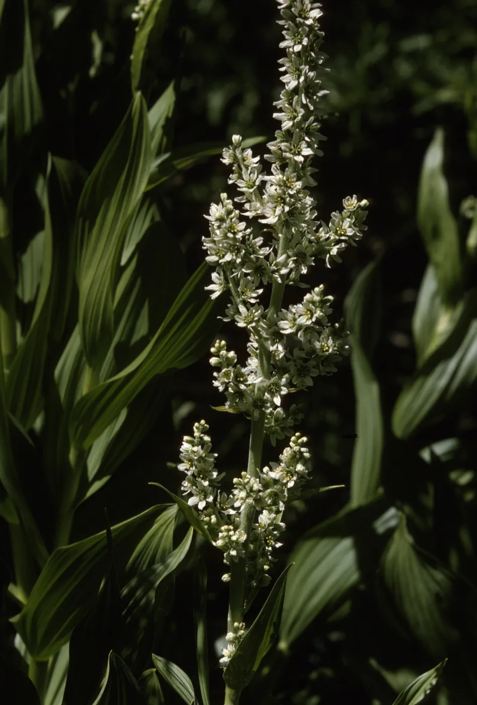 Veratrum californicum