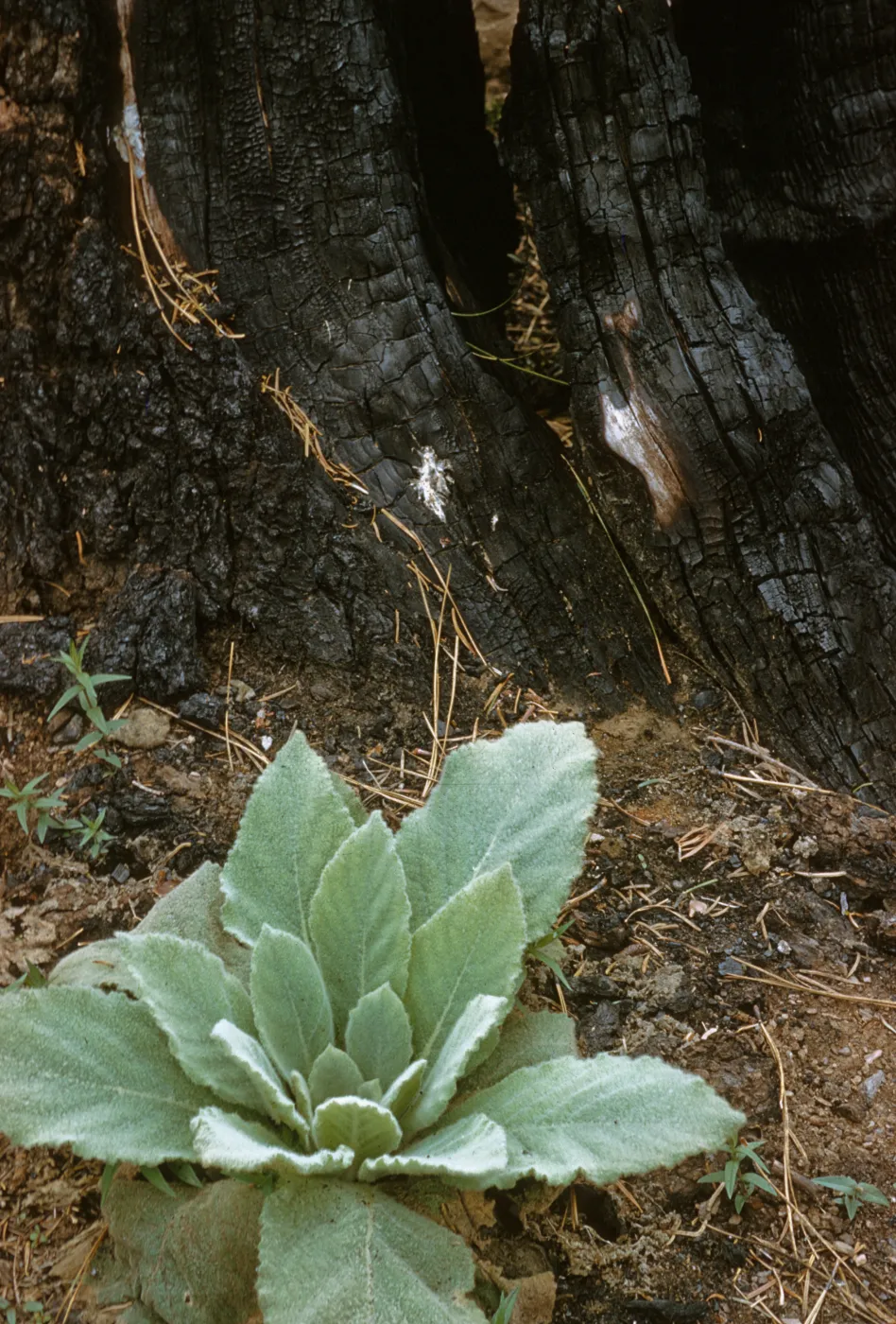Verbascum thapsus