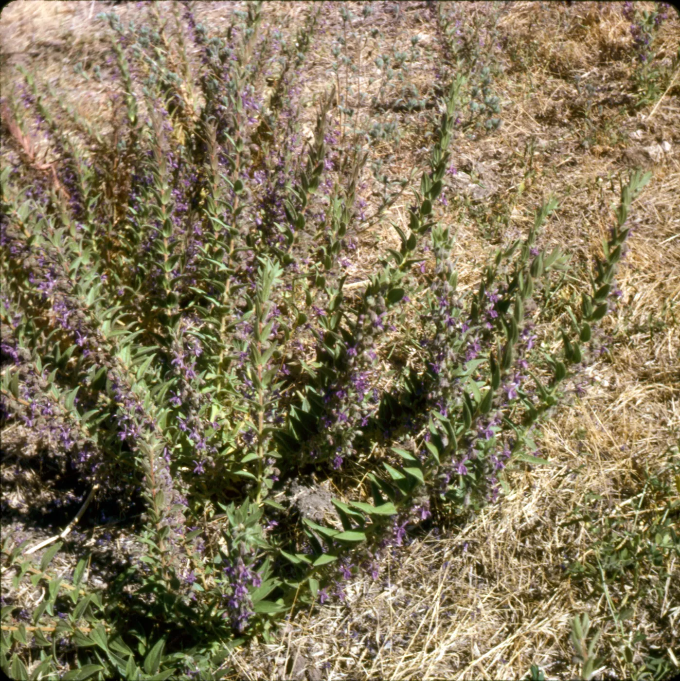 Trichostema lanceolatum