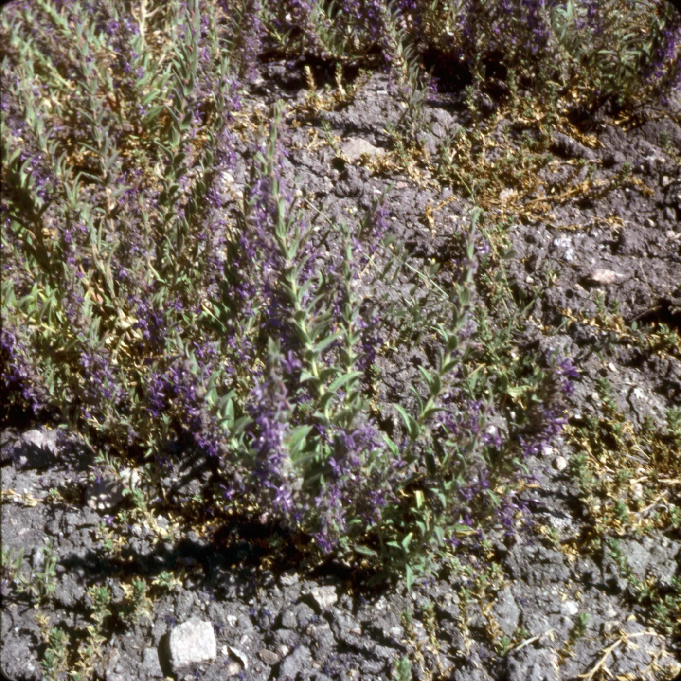Trichostema lanceolatum