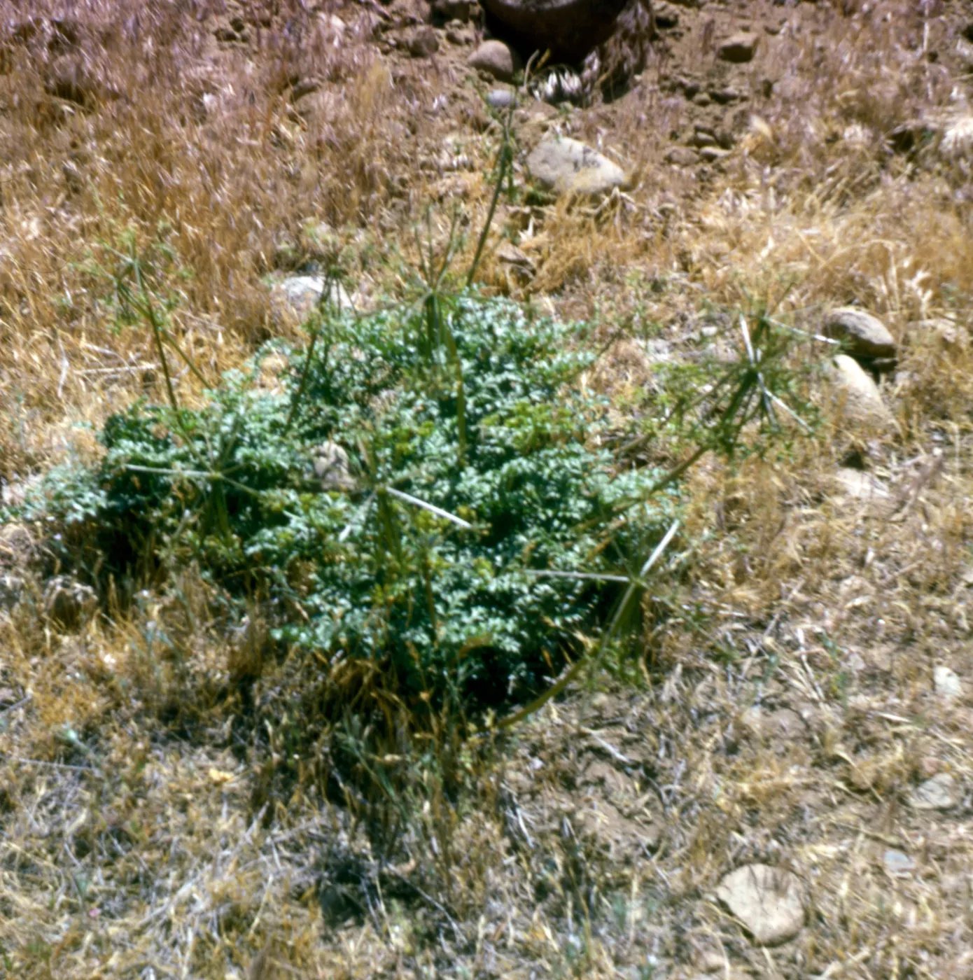 Tauschia parishii