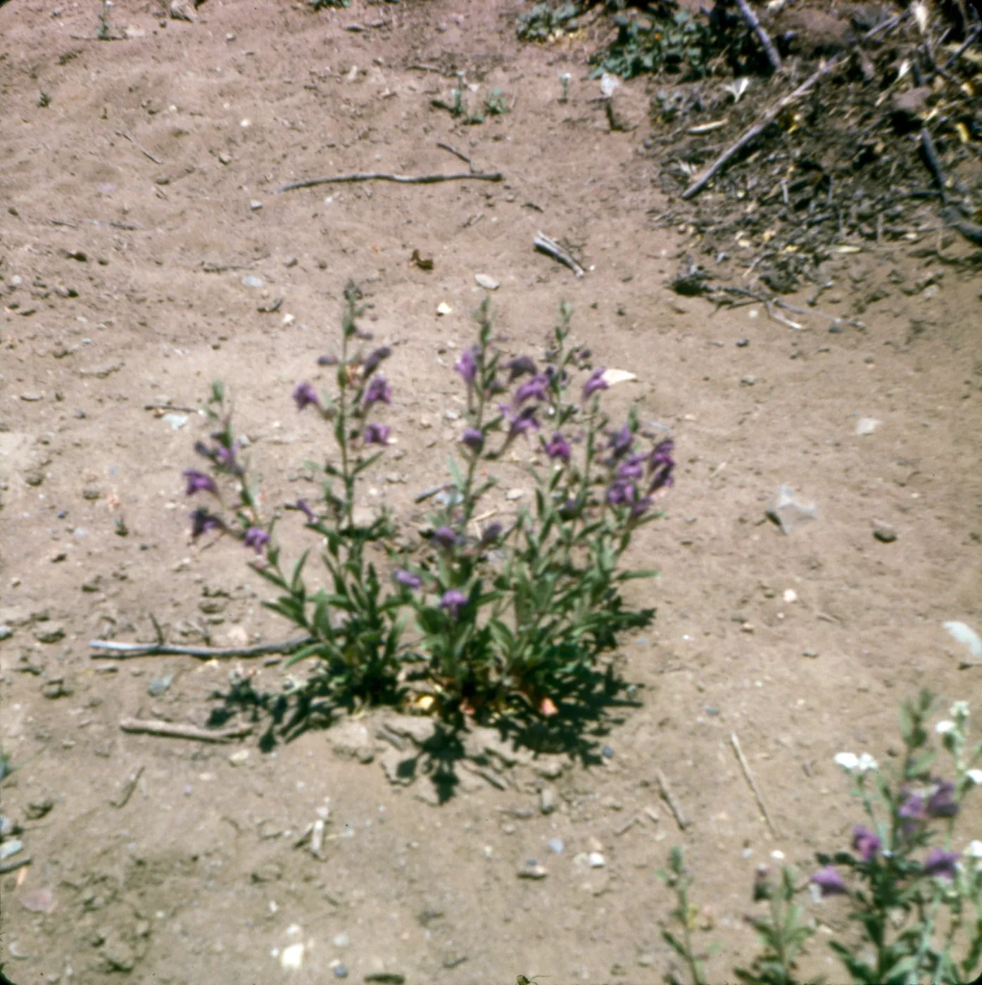 Scutellaria austiniae