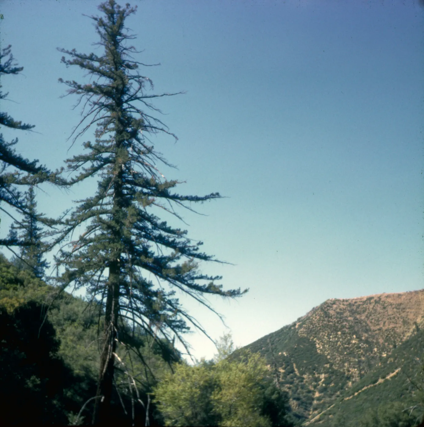 Pseudotsuga macrocarpa
