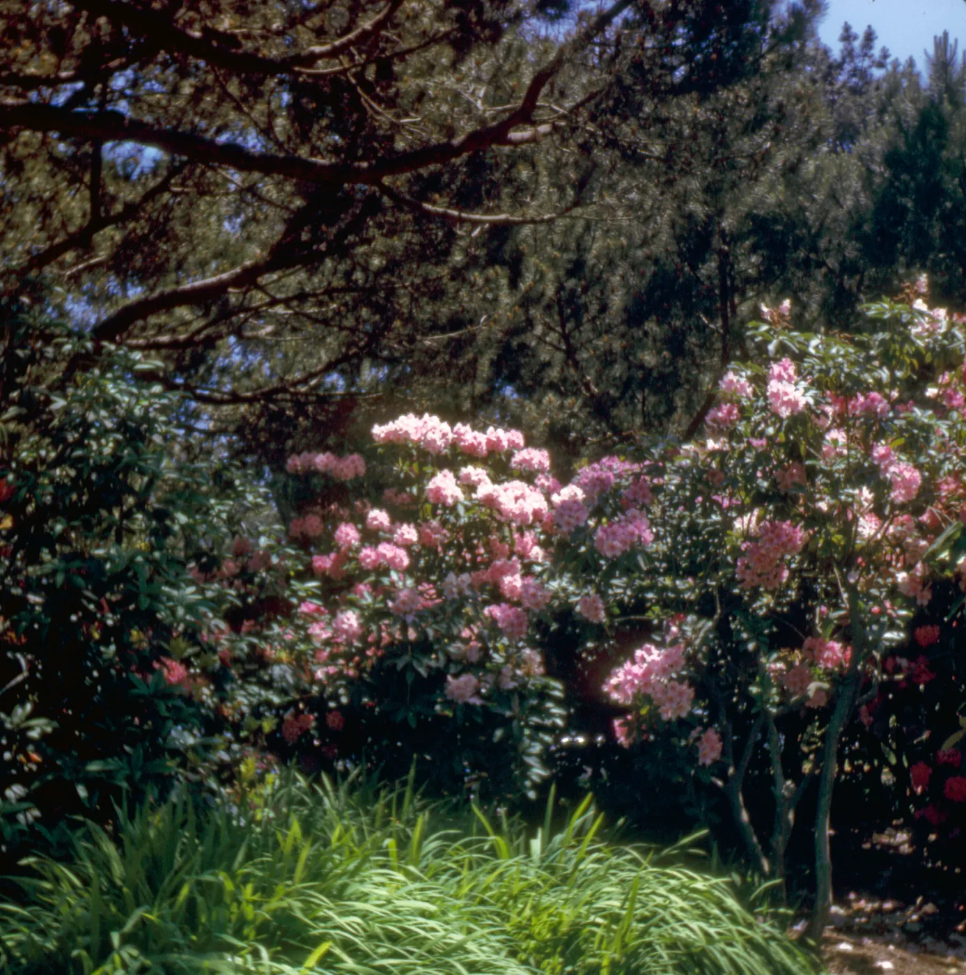 Rhododendron, Golden Gate Park