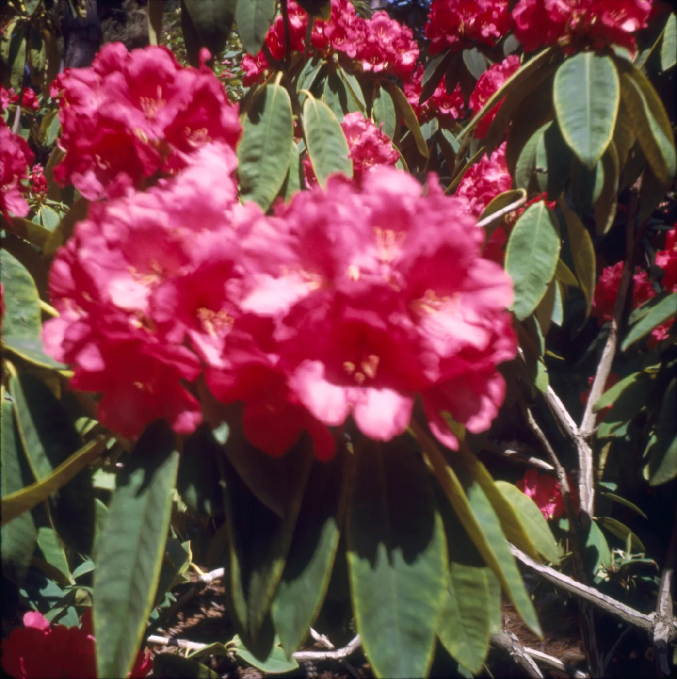 Rhododendron, Golden Gate Park