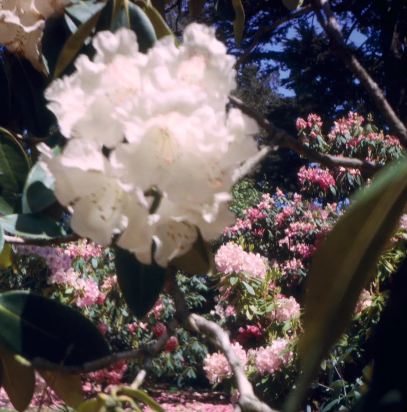 Rhododendron, Golden Gate Park