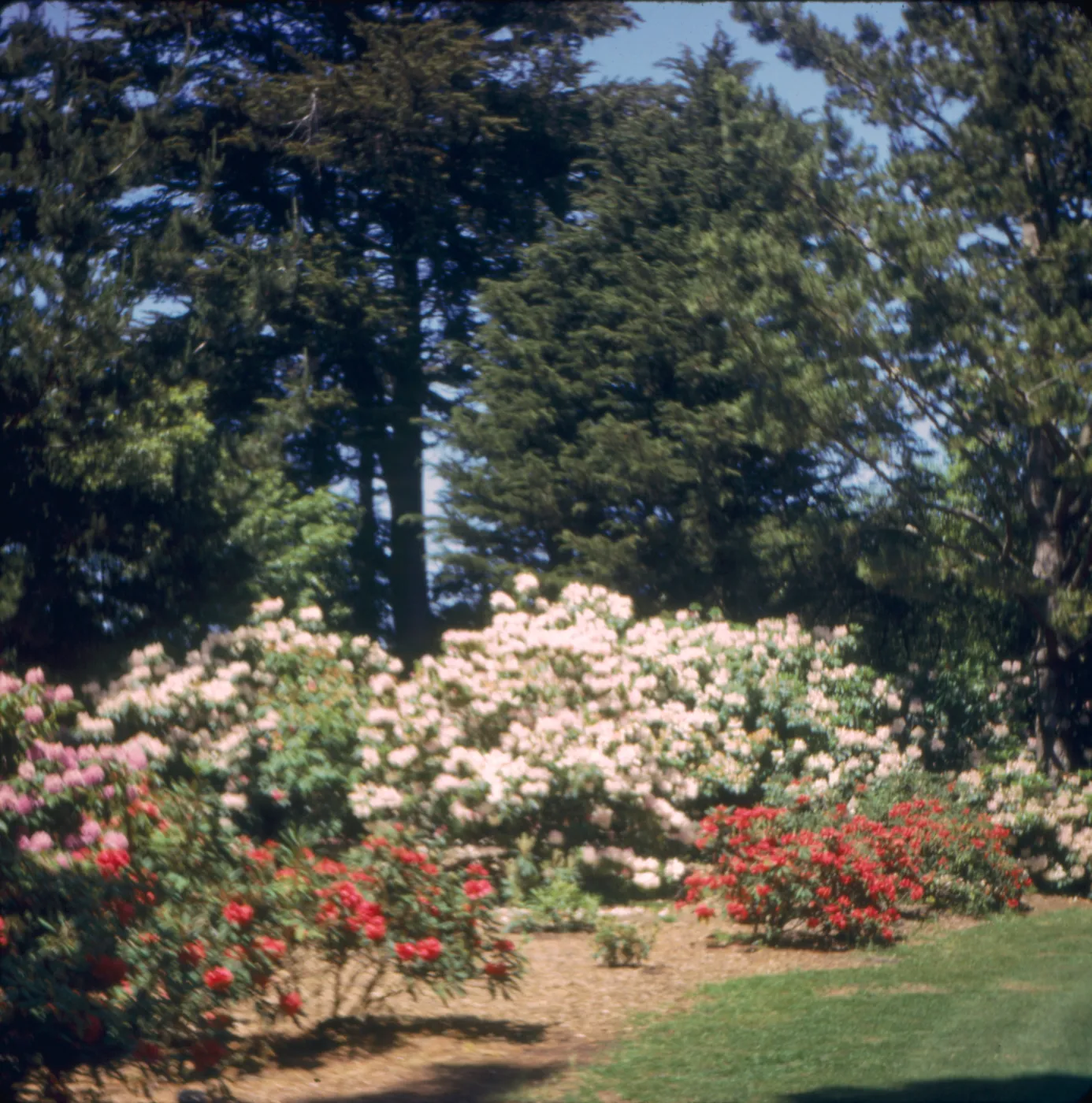 Rhododendron, Golden Gate Park