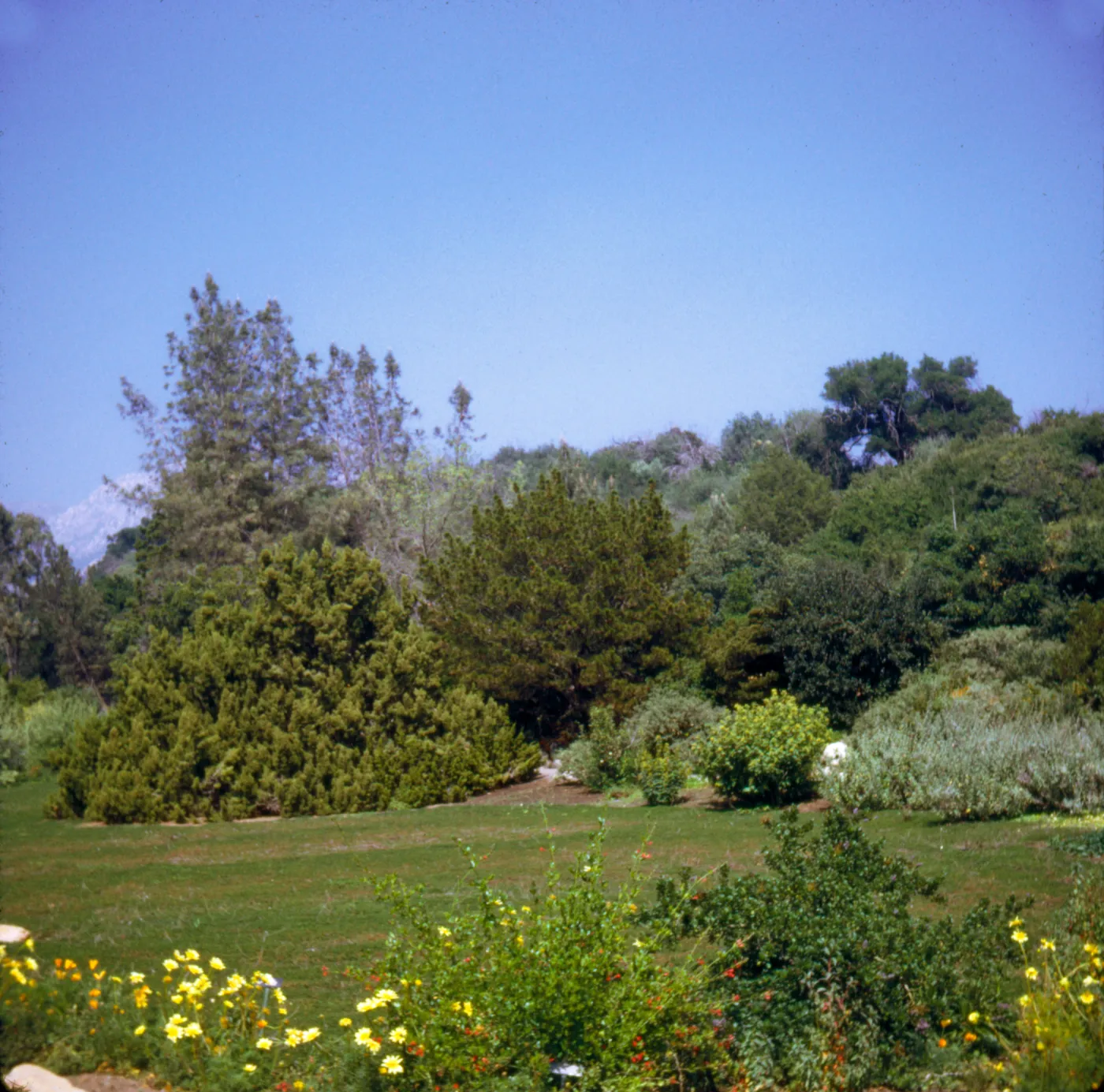 Santa Barbara Botanic Garden, across the meadow