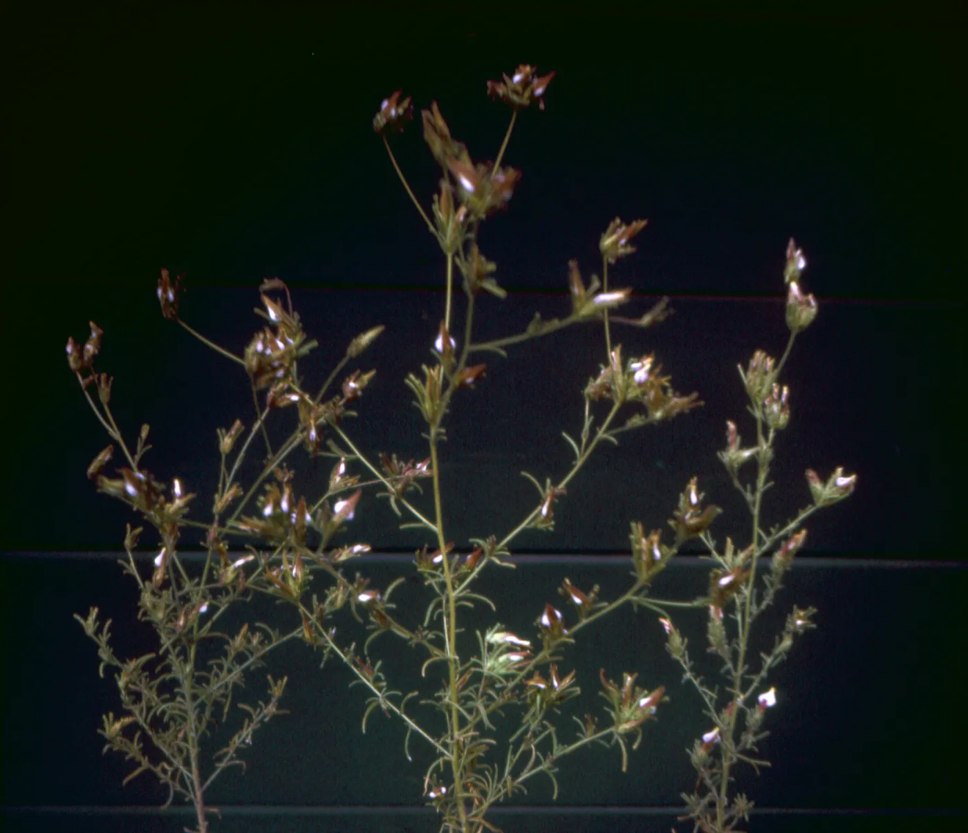 Cordylanthus rigidus