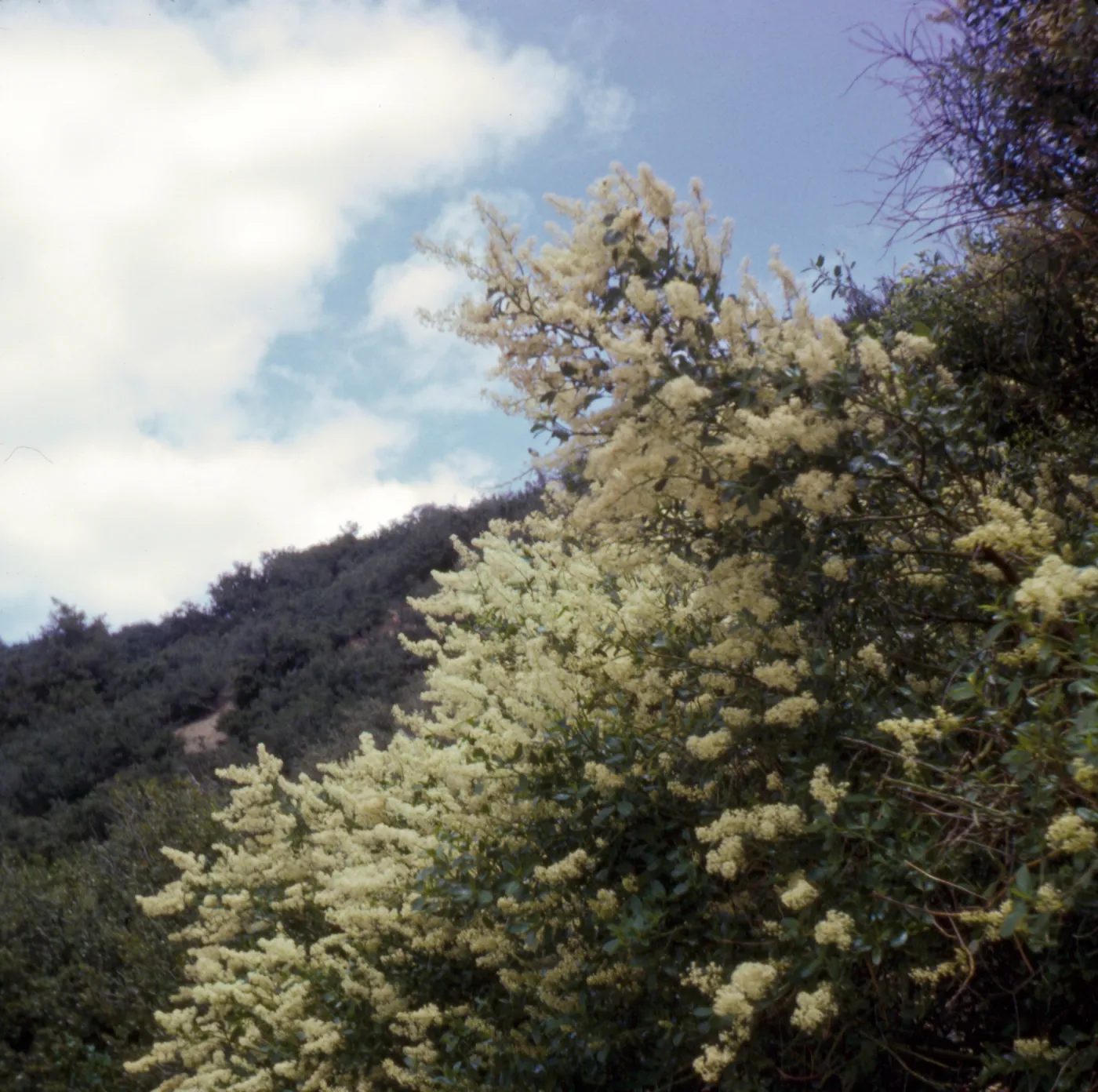 Ceanothus integerrimus