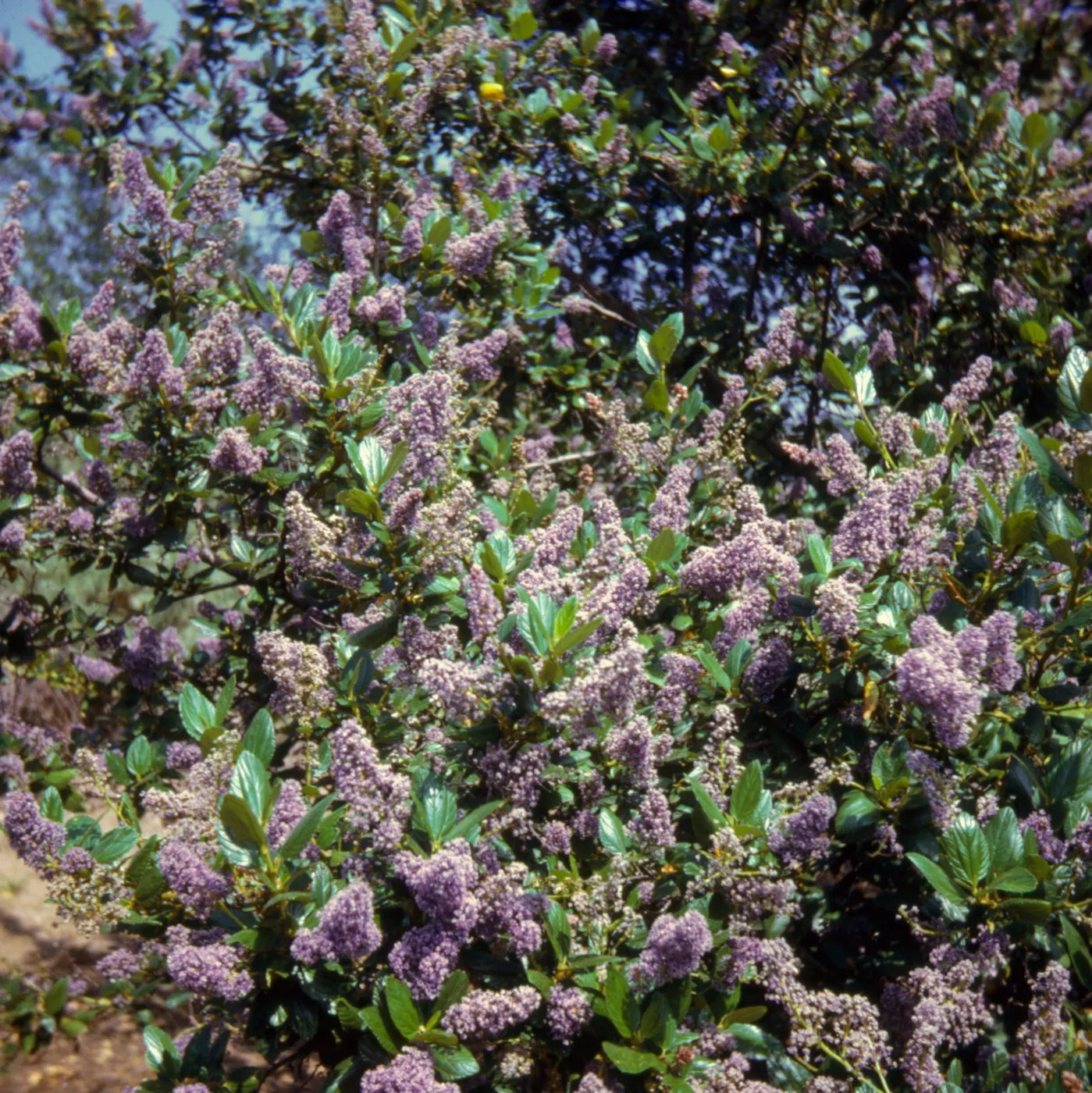 Ceanothus