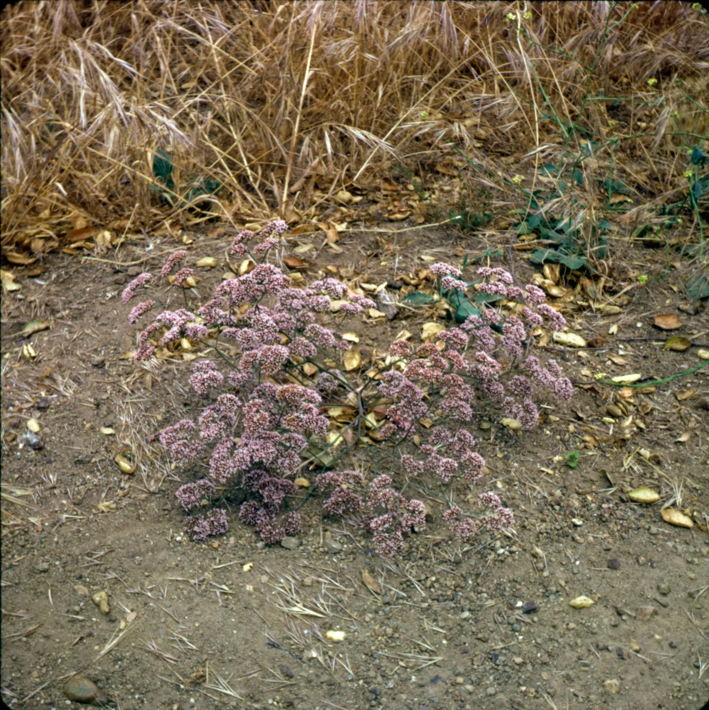 Chorizanthe staticoides
