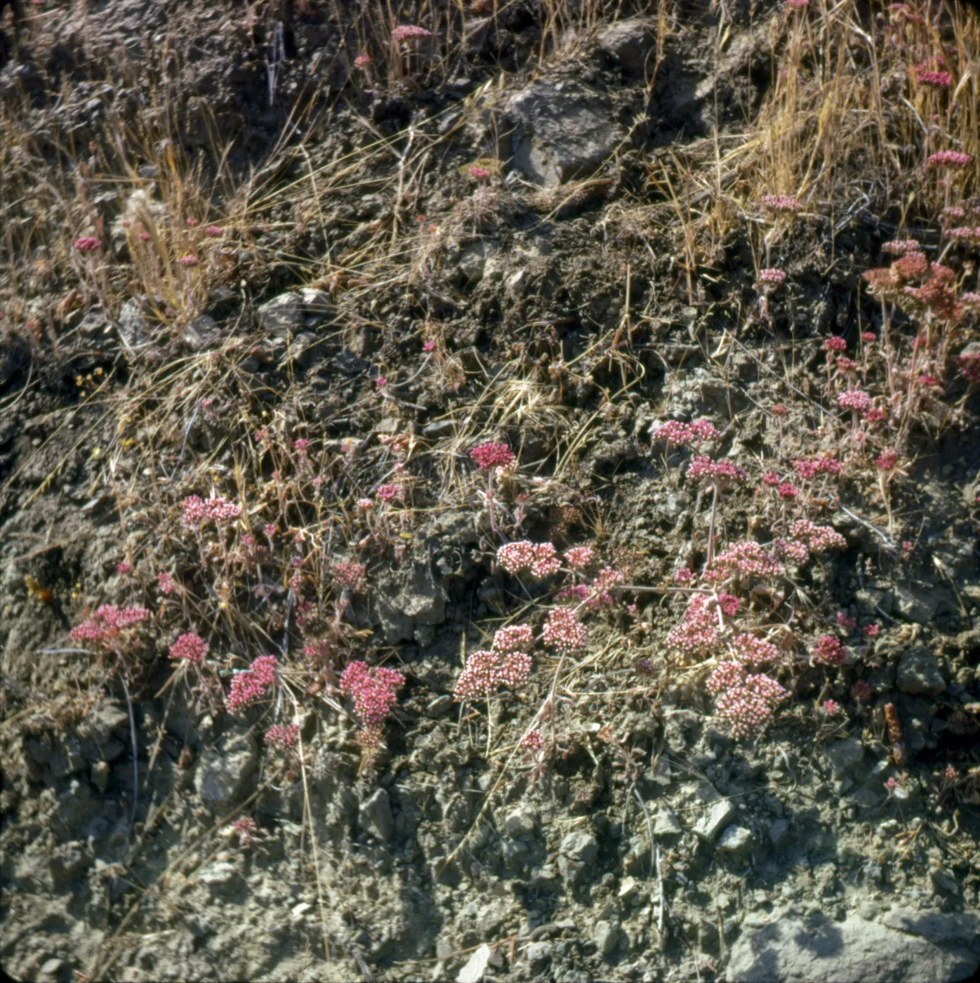 Chorizanthe palmeri