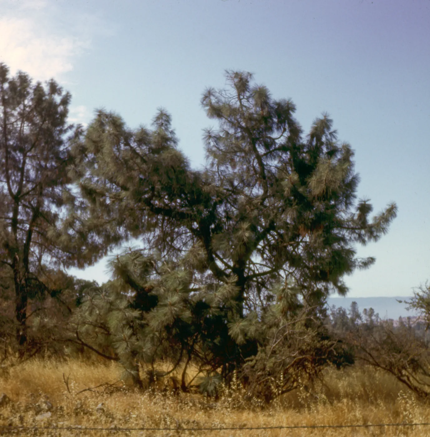 Pinus sabiniana