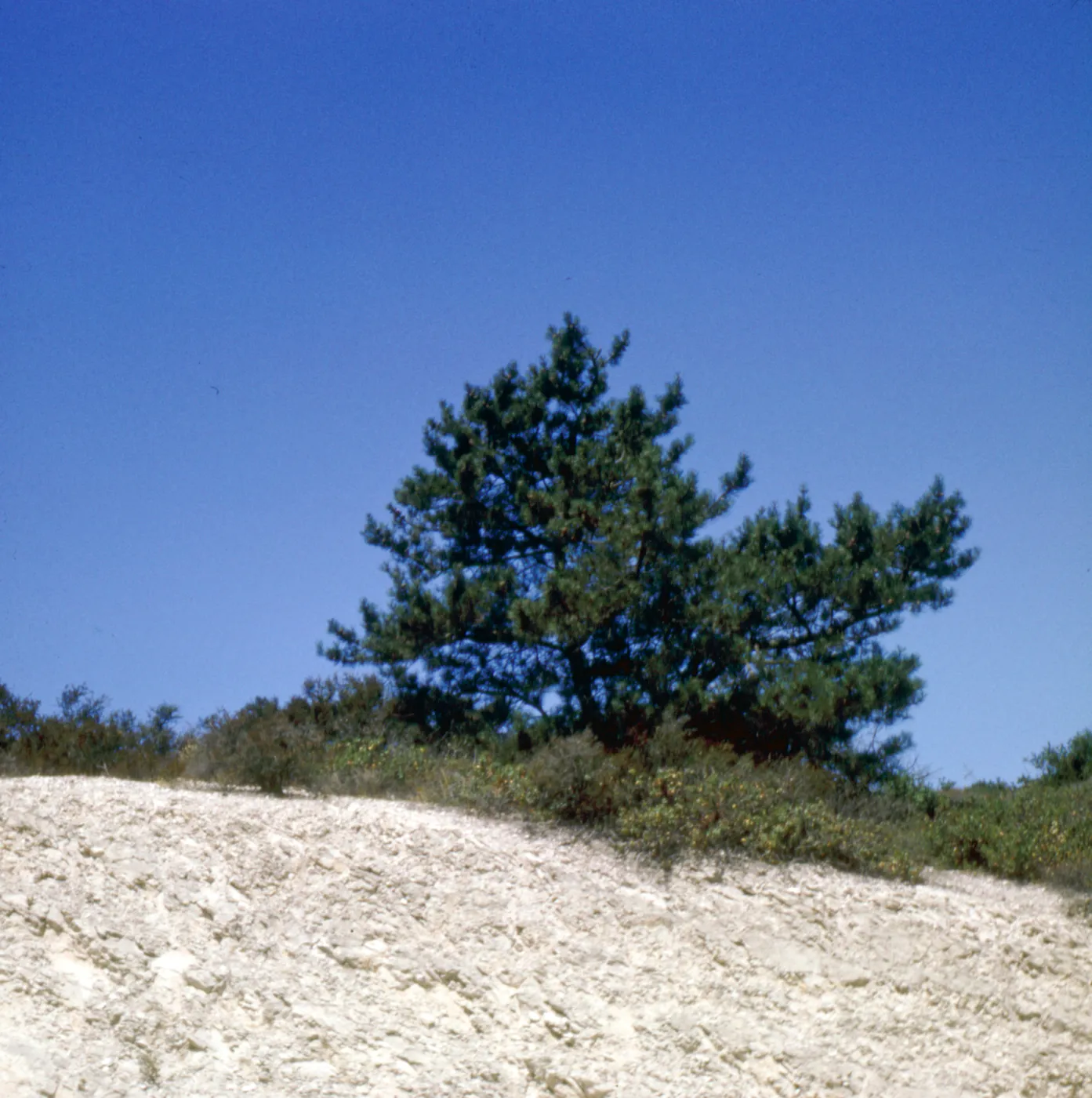 Pinus muricata (Bishop Pine)