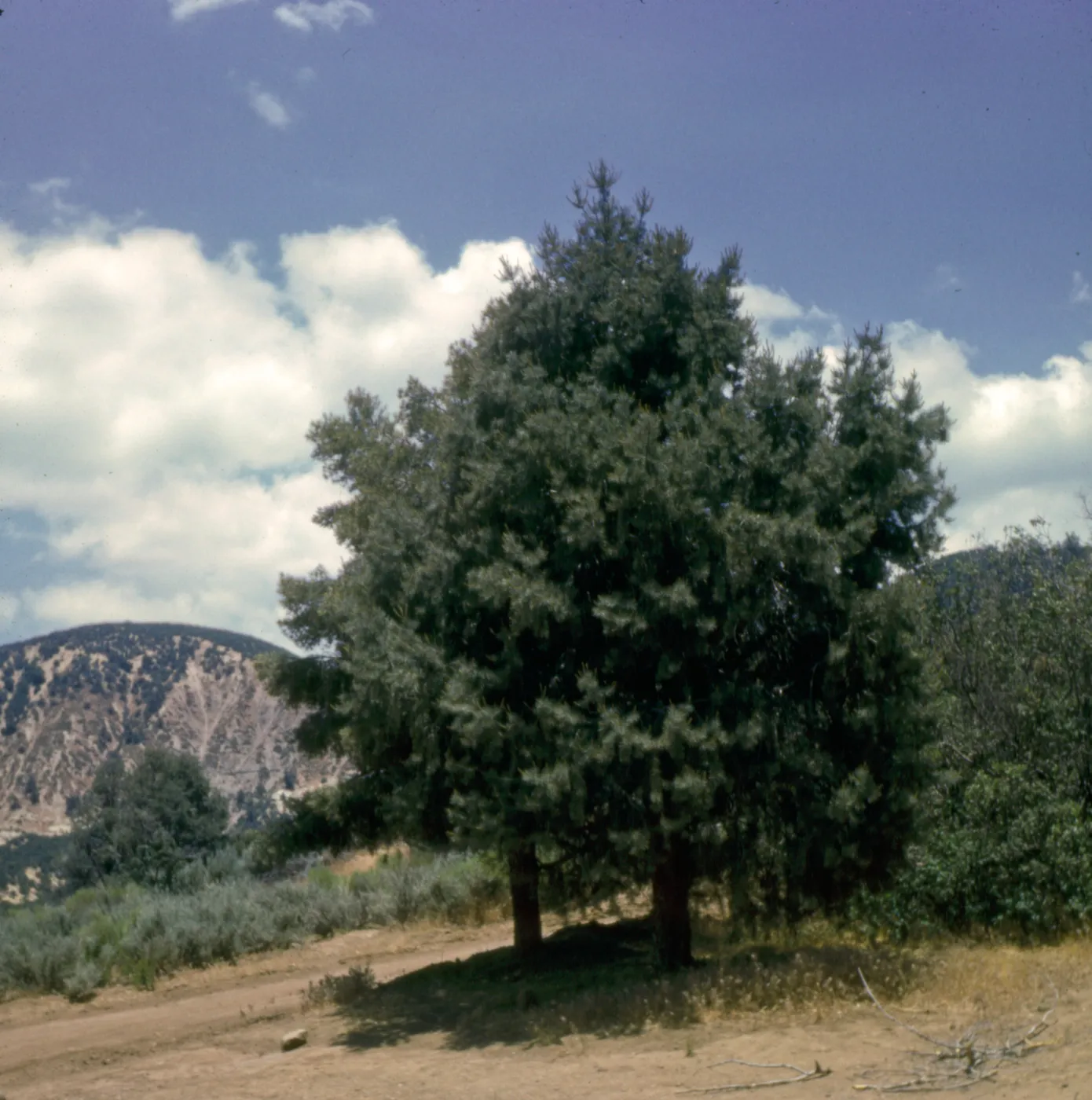 Pinus monophylla (Pinyon Pine)