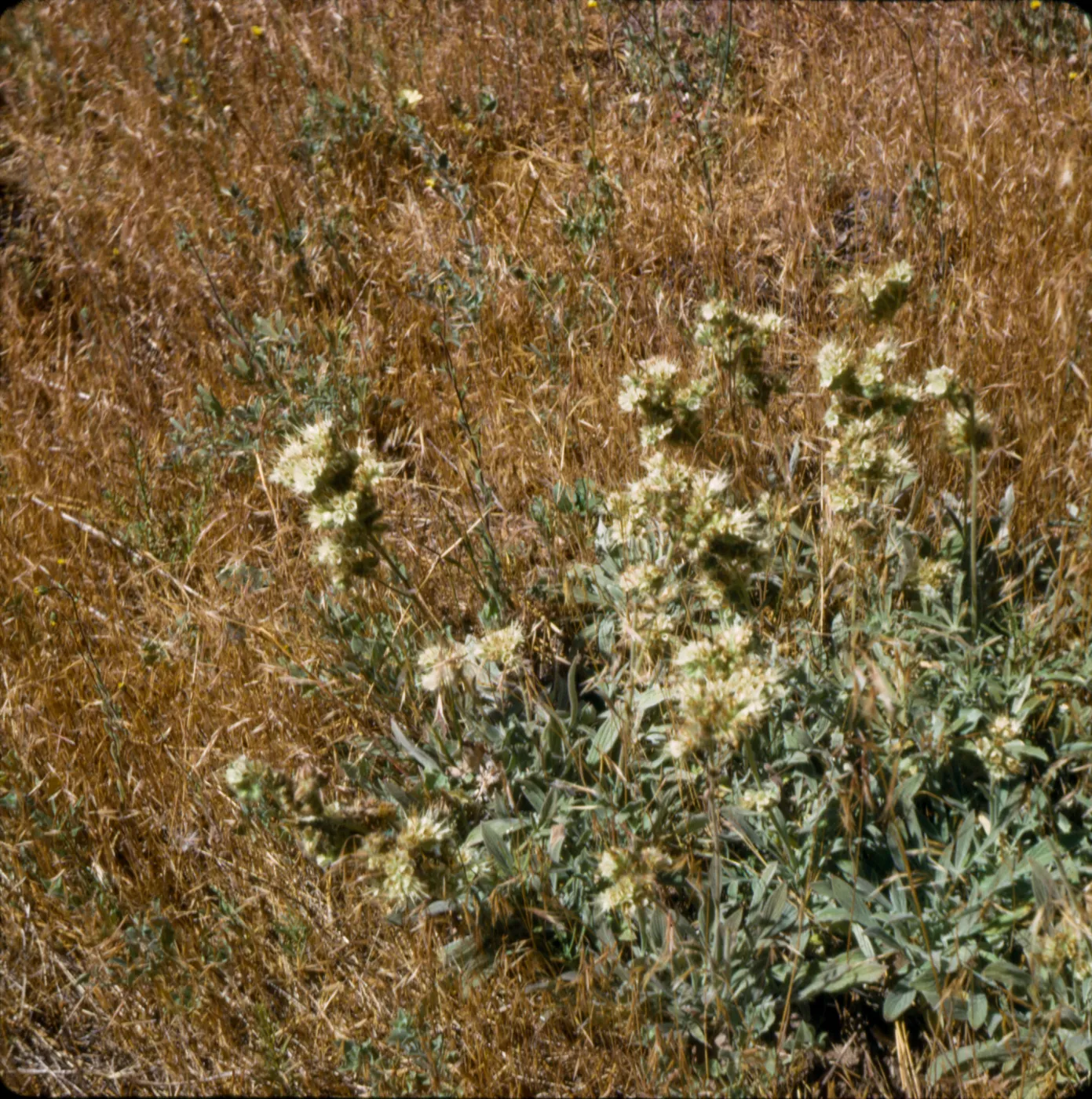 Phacelia imbricata