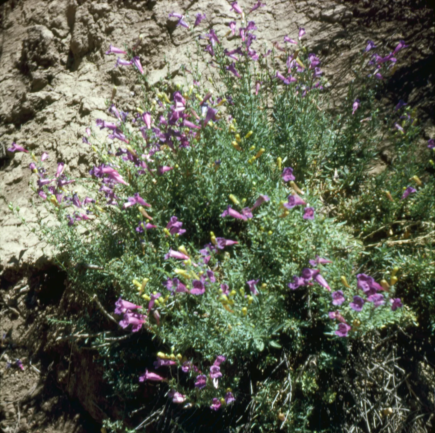 Penstemon heterophyllus