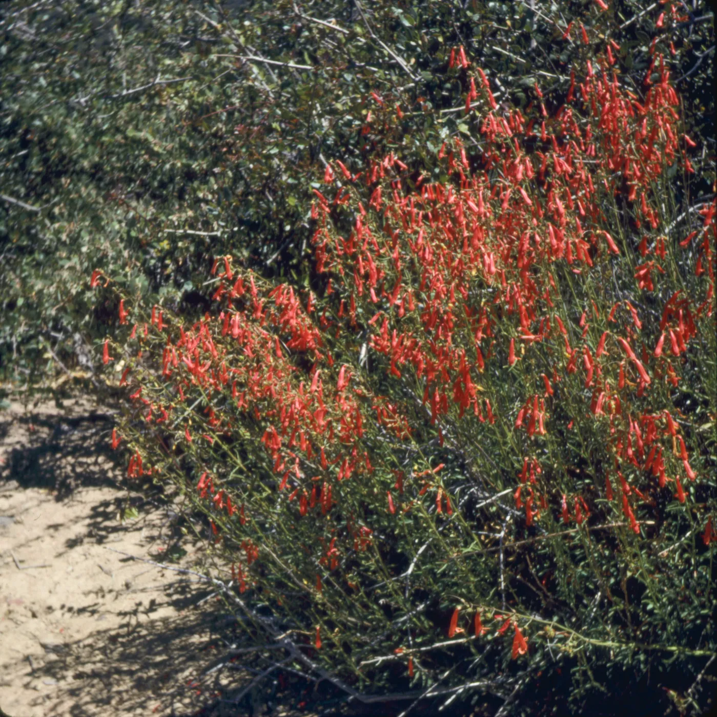 Penstemon bridgesii
