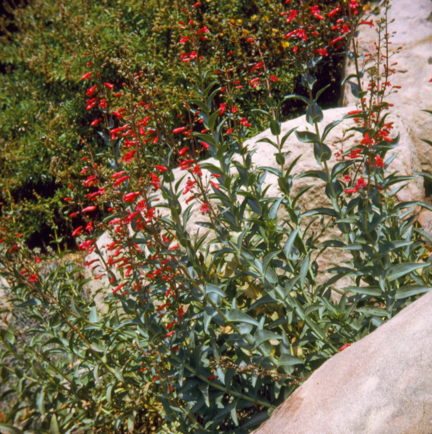 Penstemon hybrid