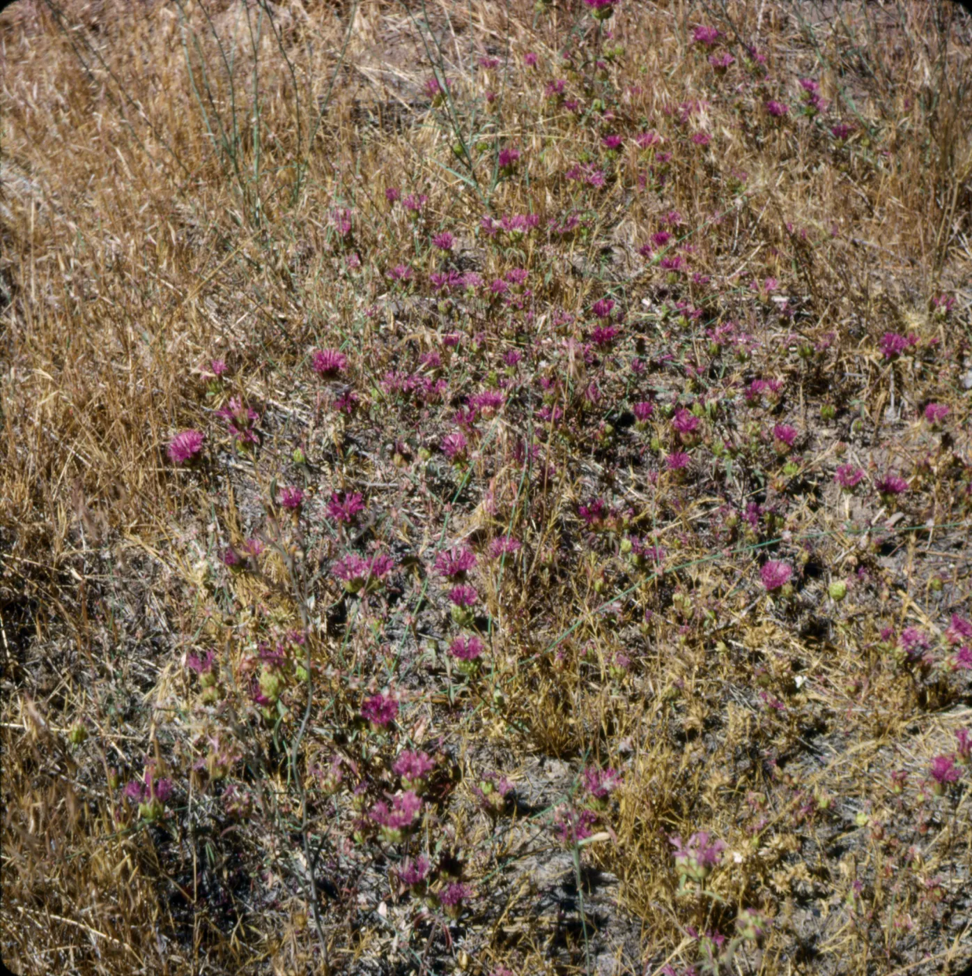 Monardella lanceolata