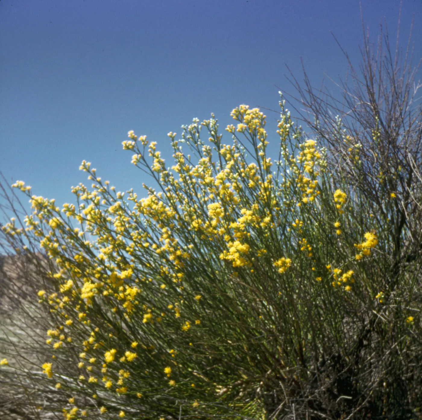 Lepidospartum squamatum