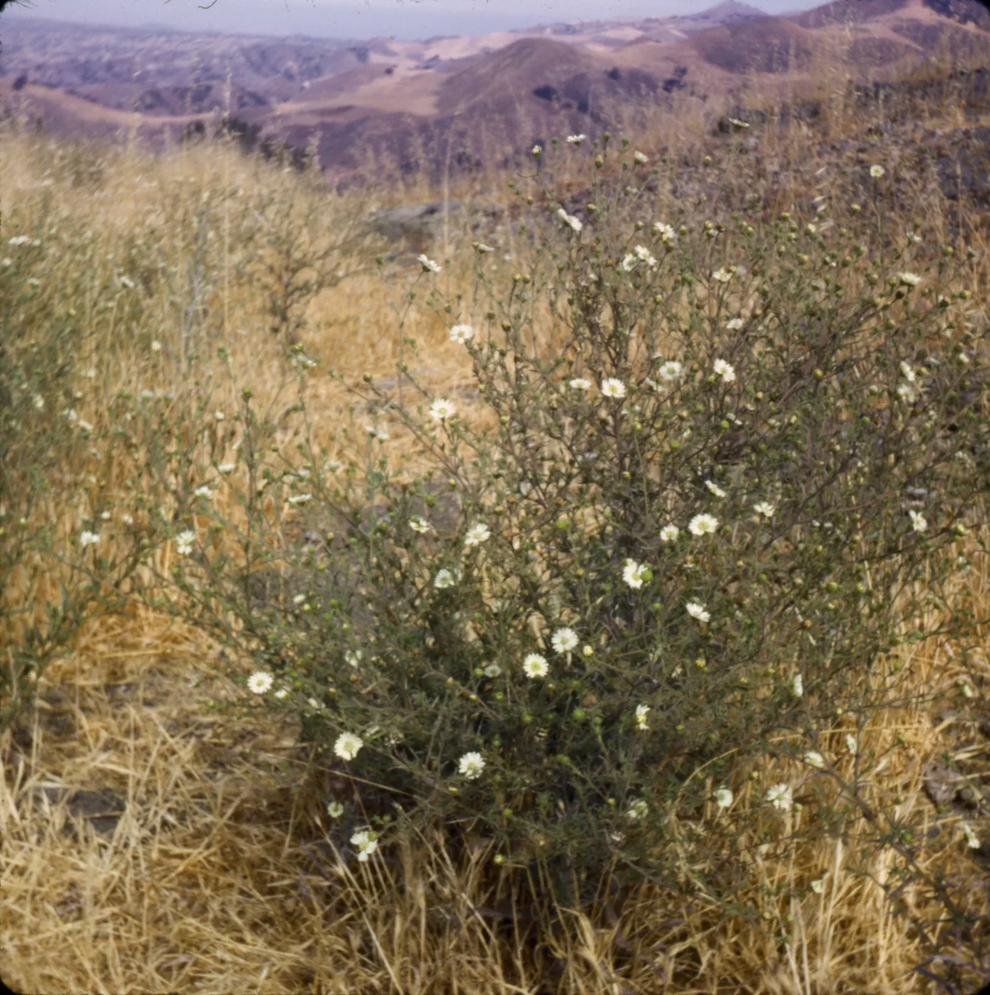 Hemizonia luzulifolia ssp. rudis