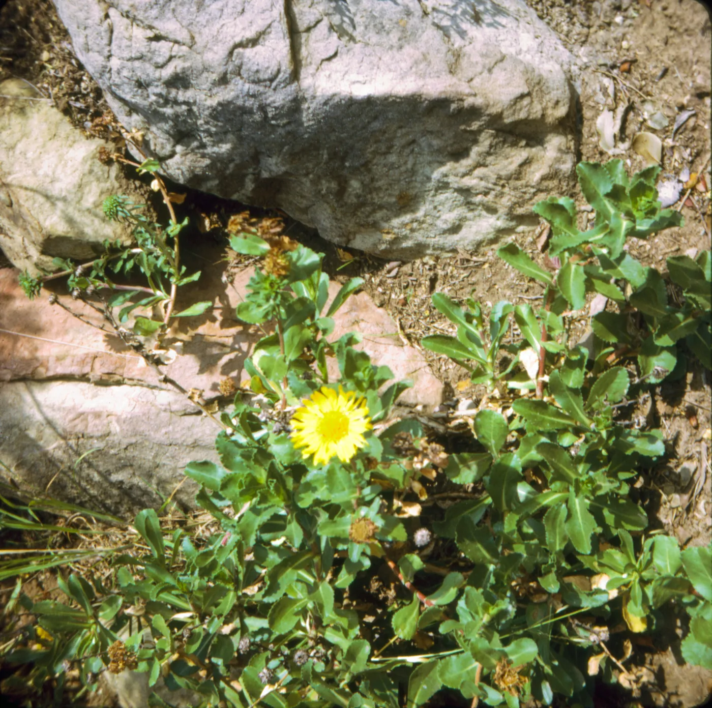 Grindelia (Gum-Plant)