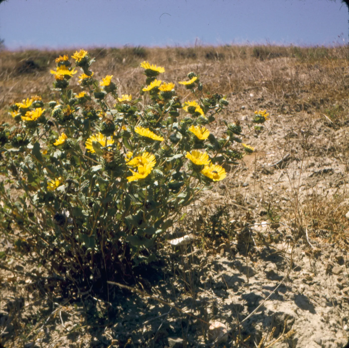 Grindelia latifolia