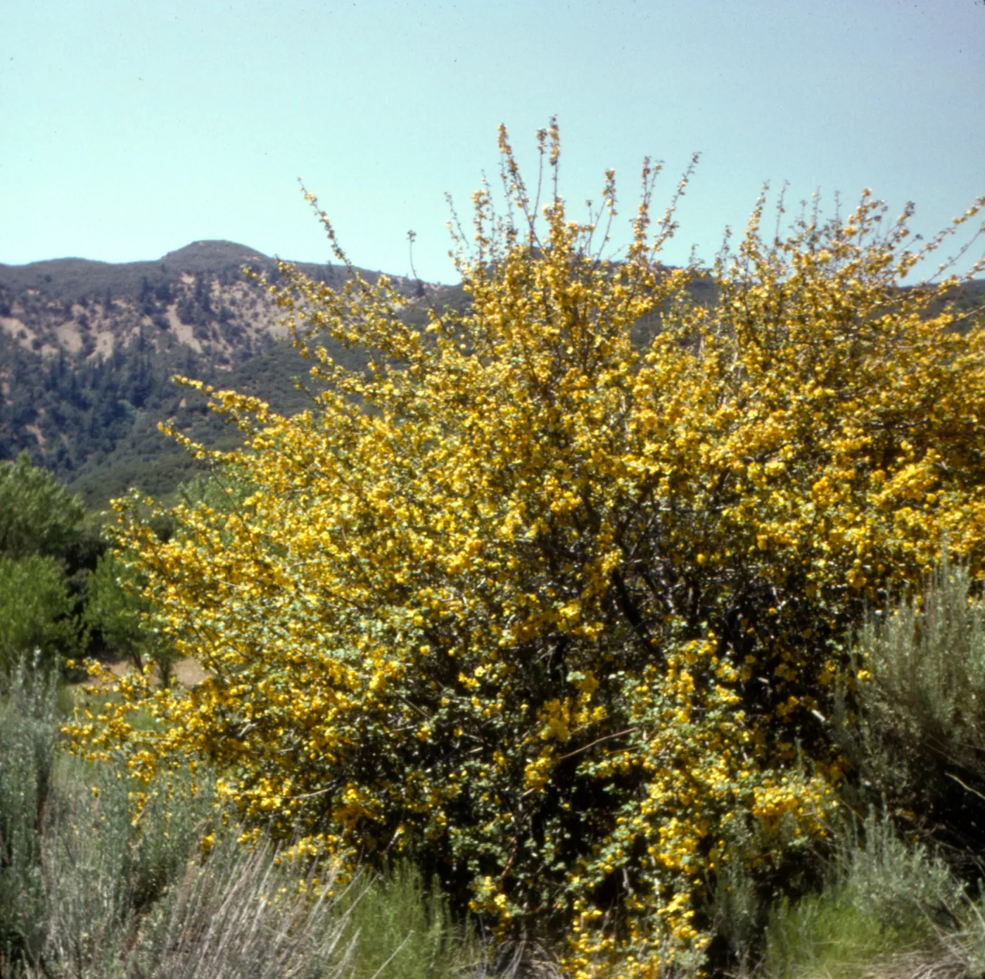 Fremontia (Flannel bush)