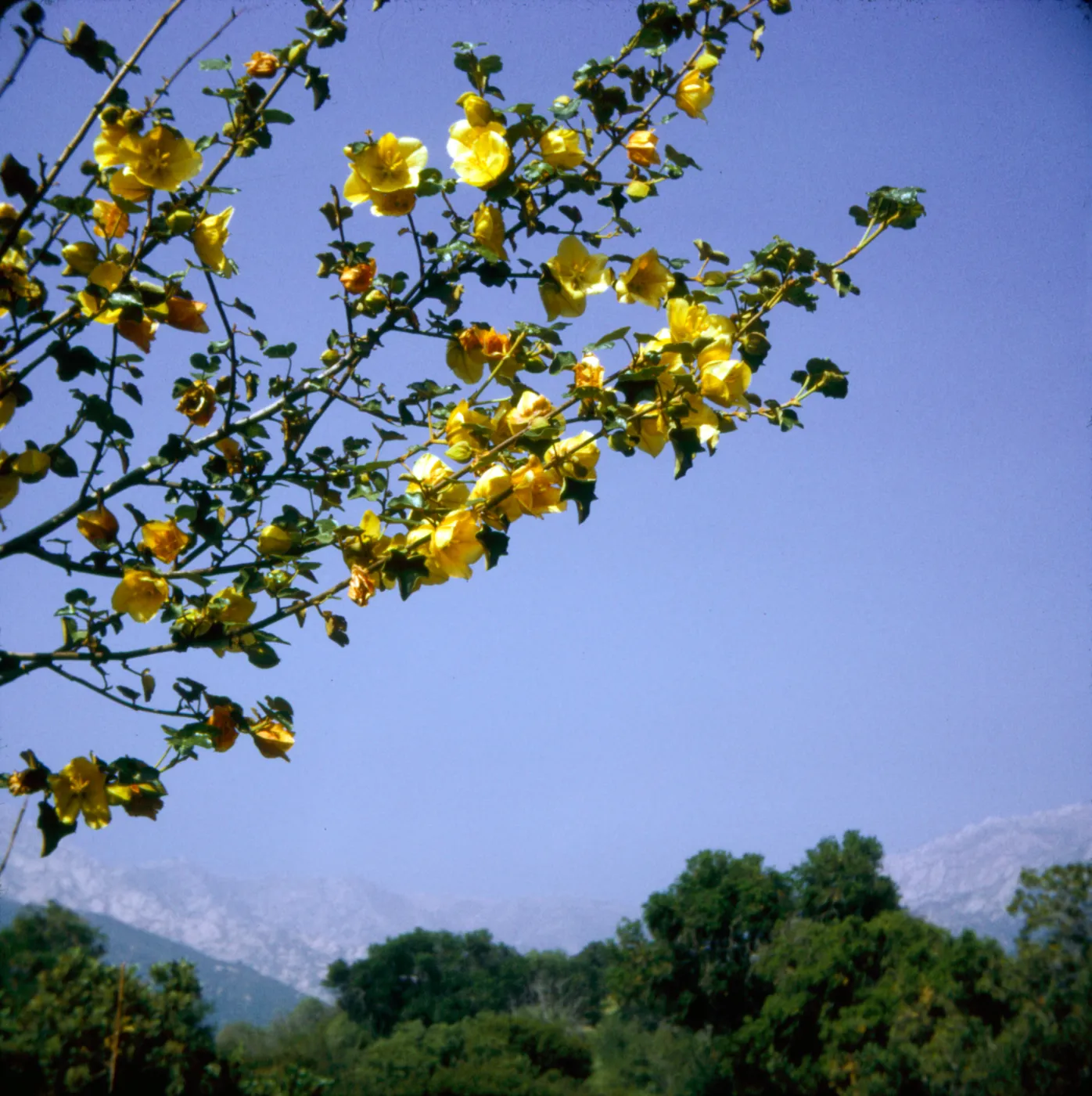 Fremontodendron californicum x hybrid, SBBG