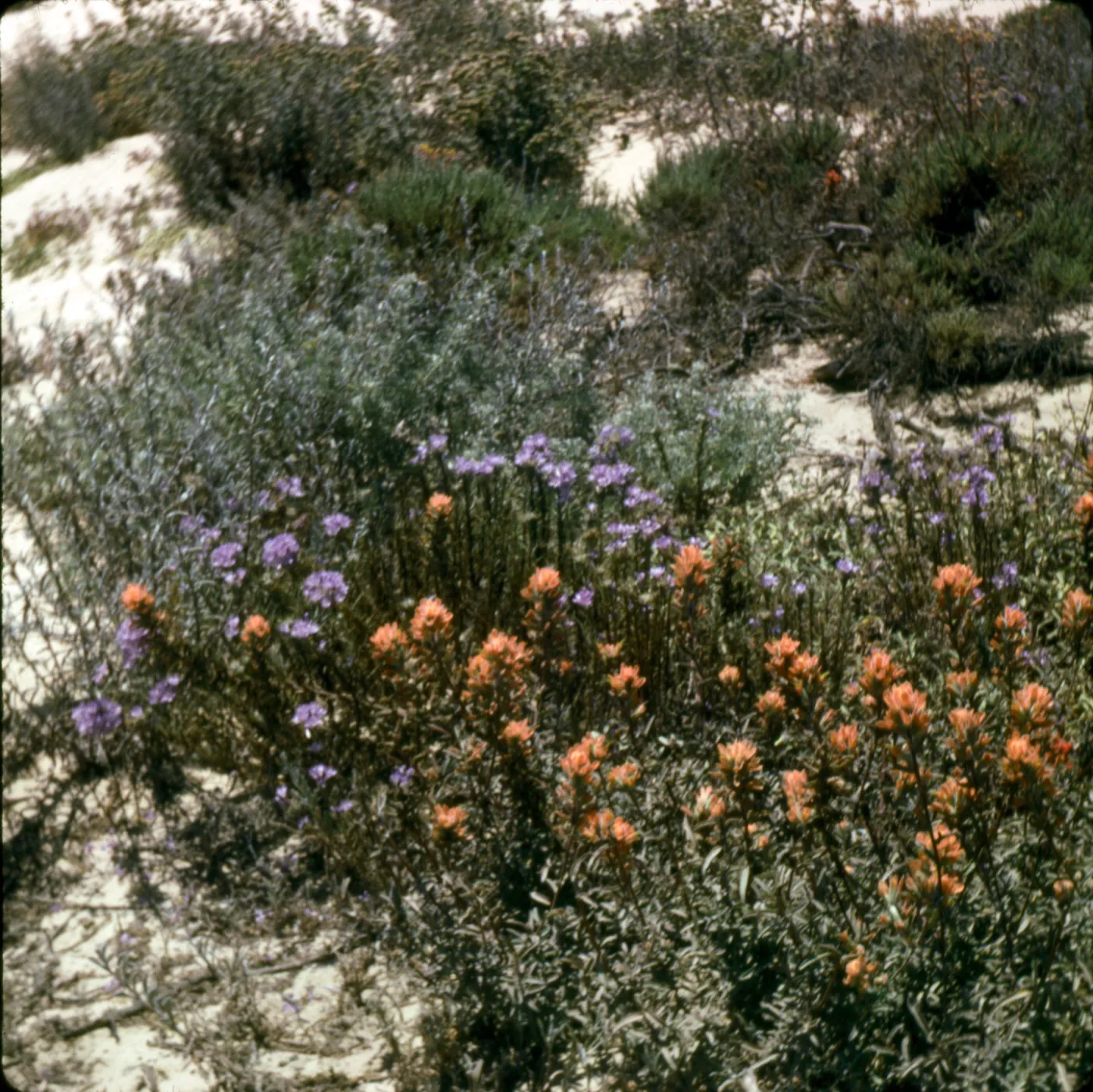 Eriastrum and Castilleja mollis