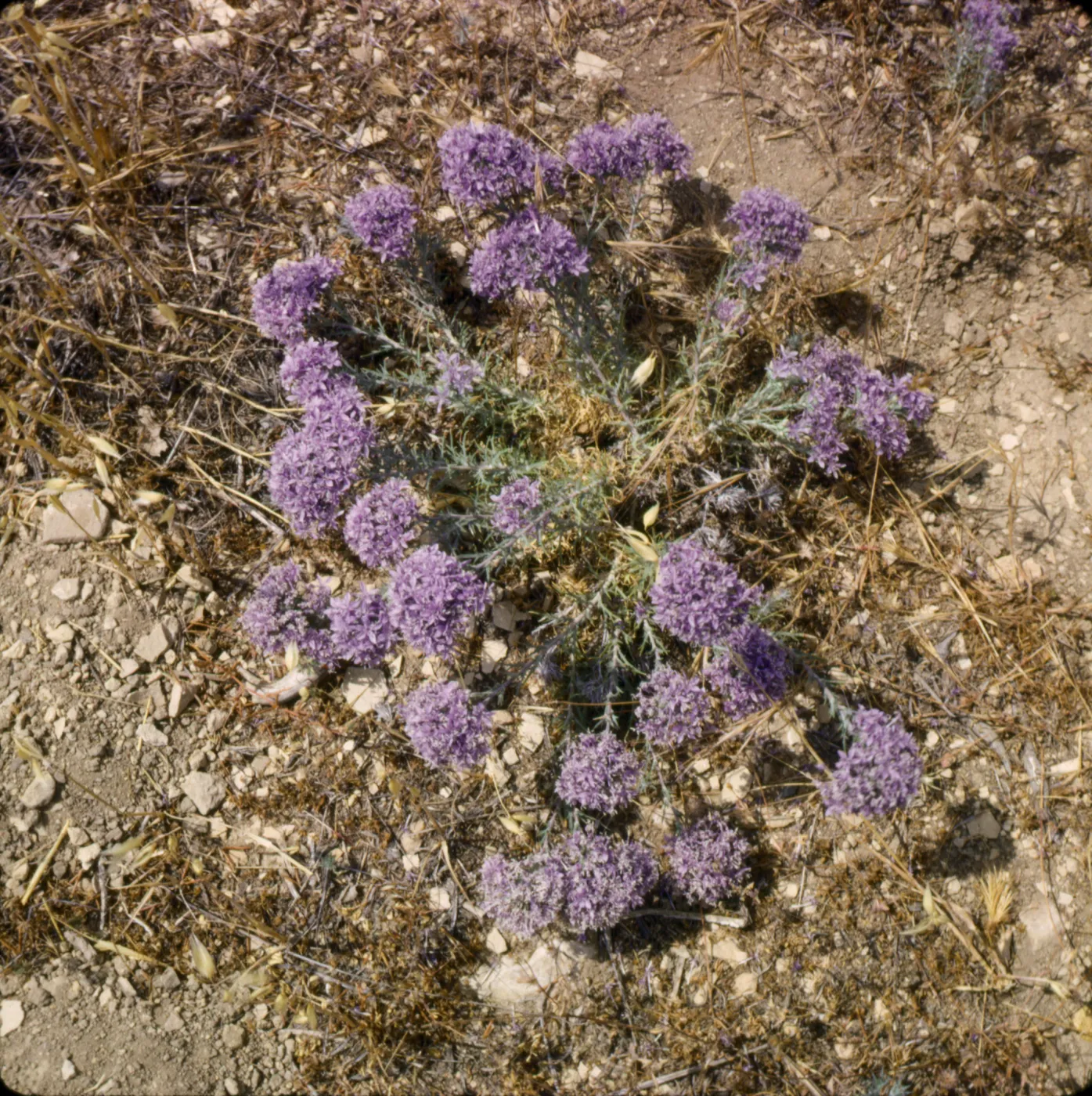 Eriastrum densifolium