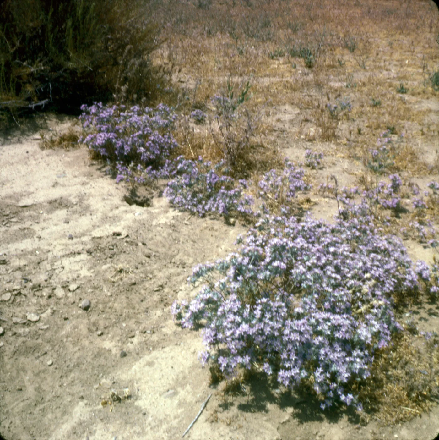 Eriastrum pluriflorum