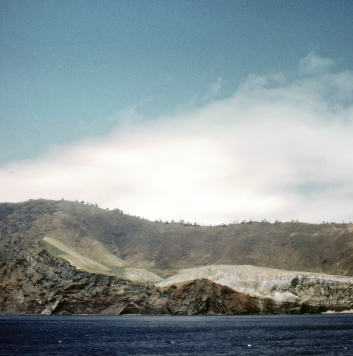 Guadalupe Island, conifers, from east