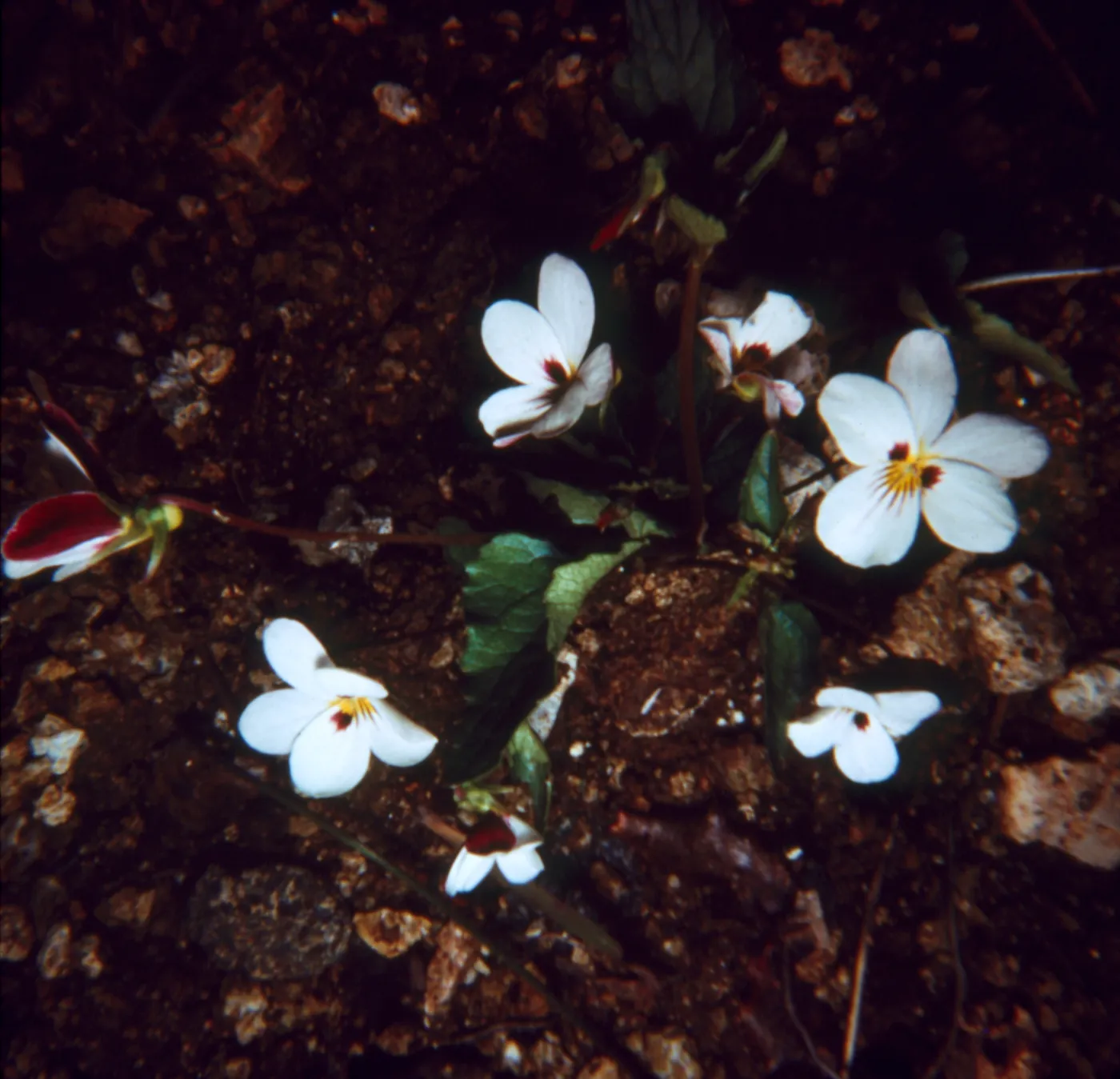 Viola ocellata