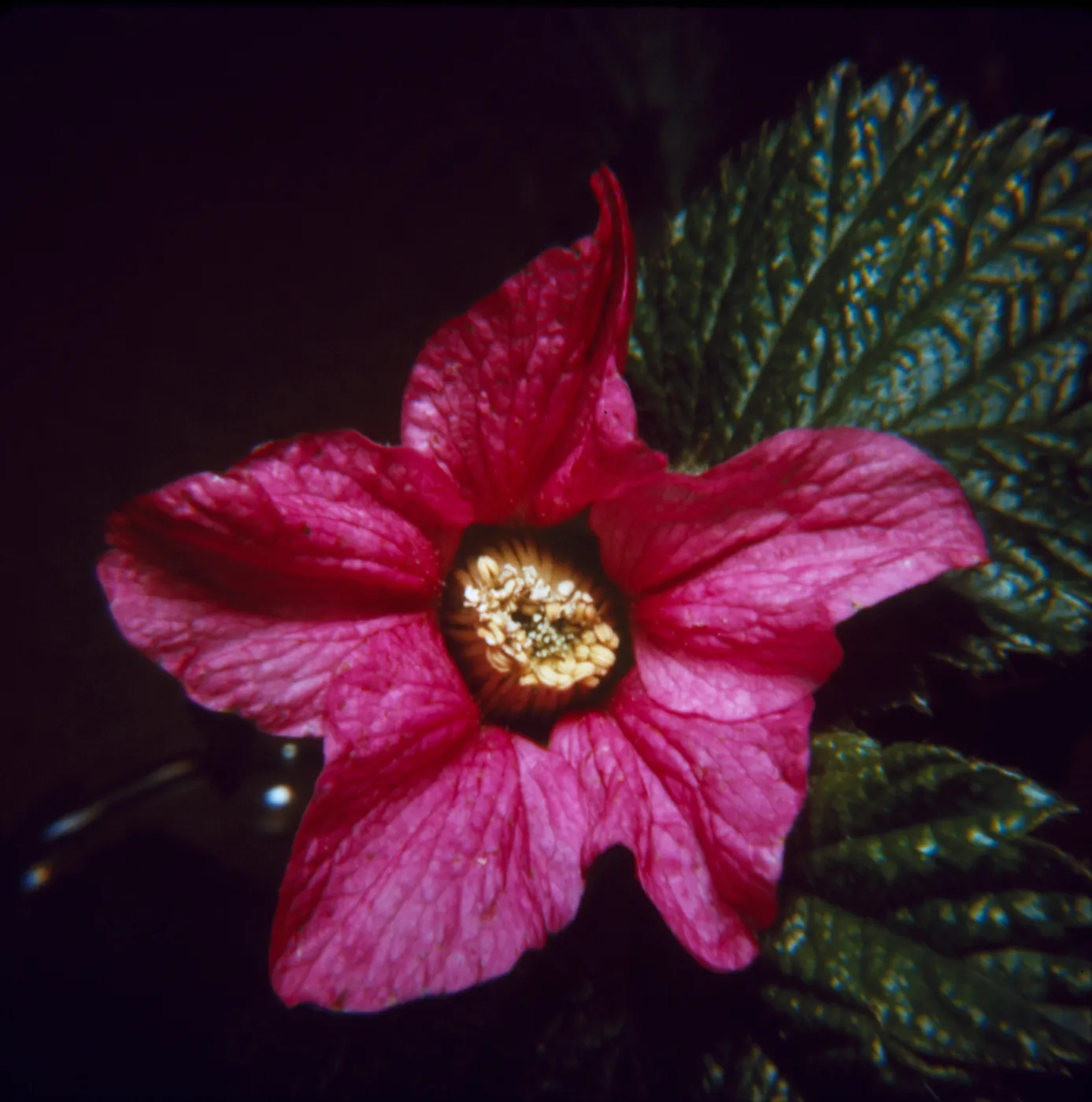 Rubus spectabilis