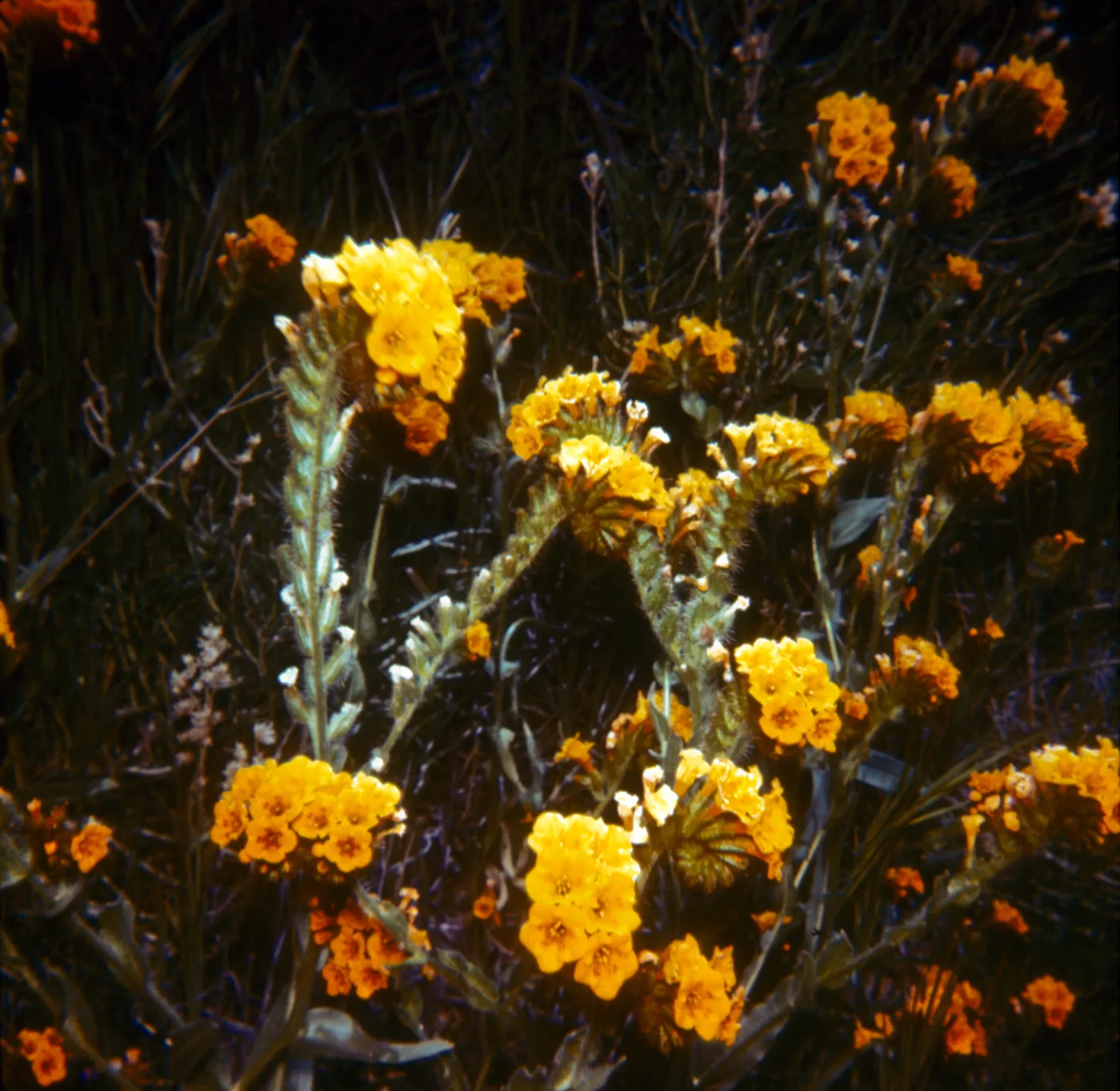 Amsinckia douglasiana