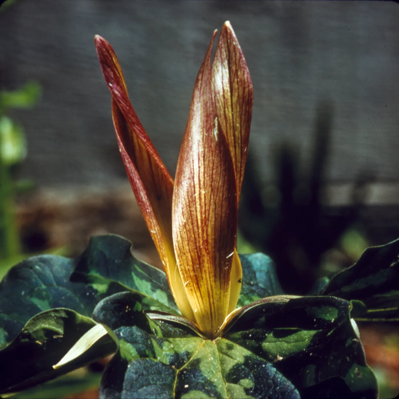 Trillium
